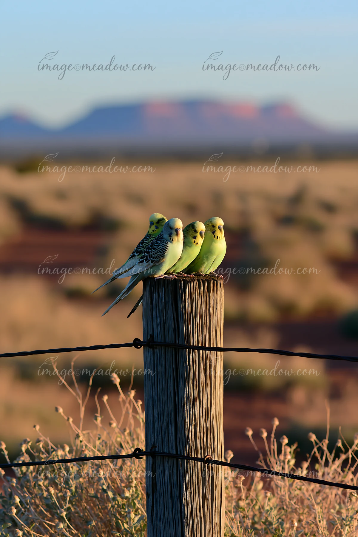 Four colorful budgerigars perch on a fence post with a blurred desert landscape and mountains behind them.