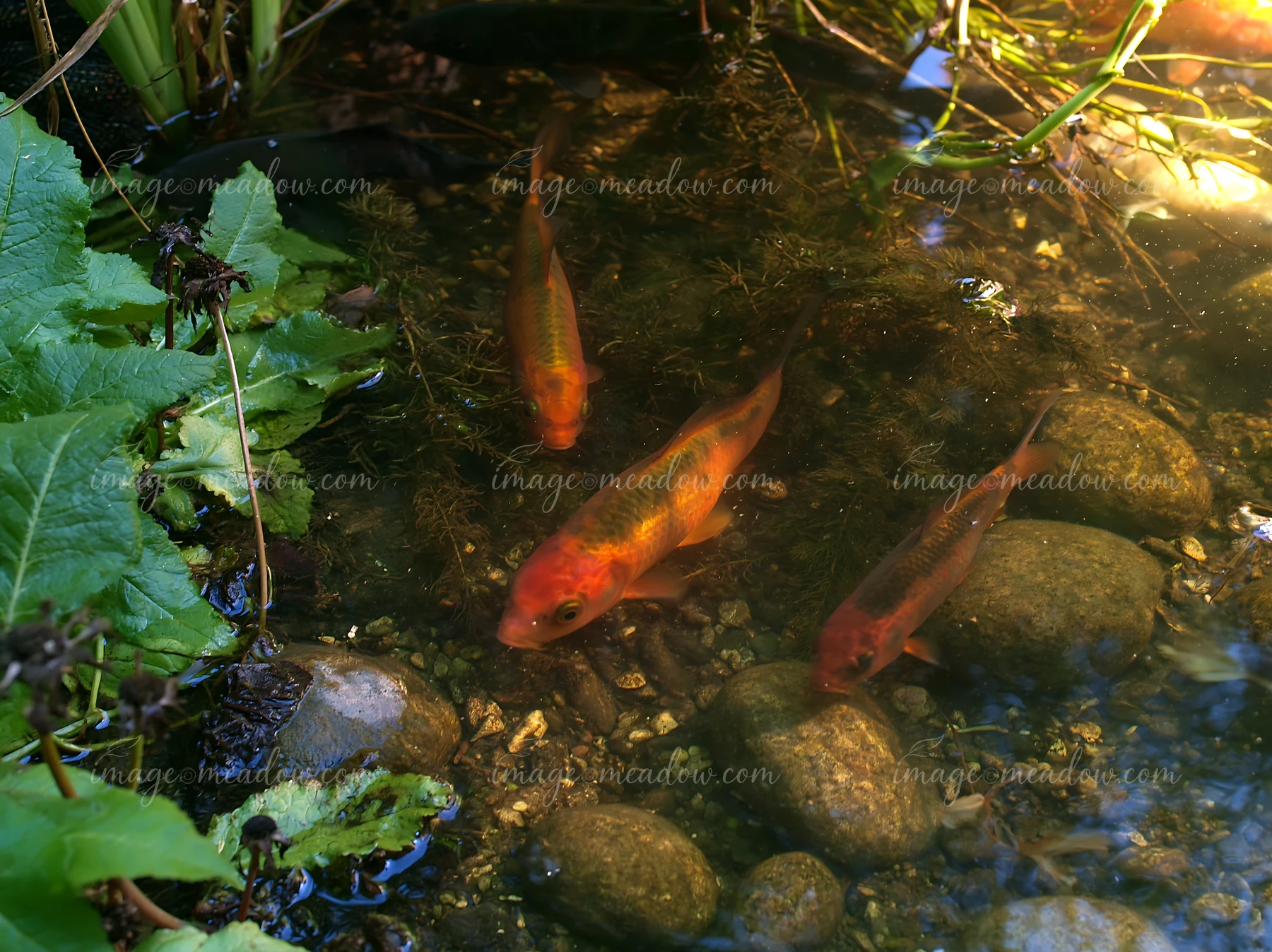 Four colorful fish swim in a small pond in a natural woodland garden.