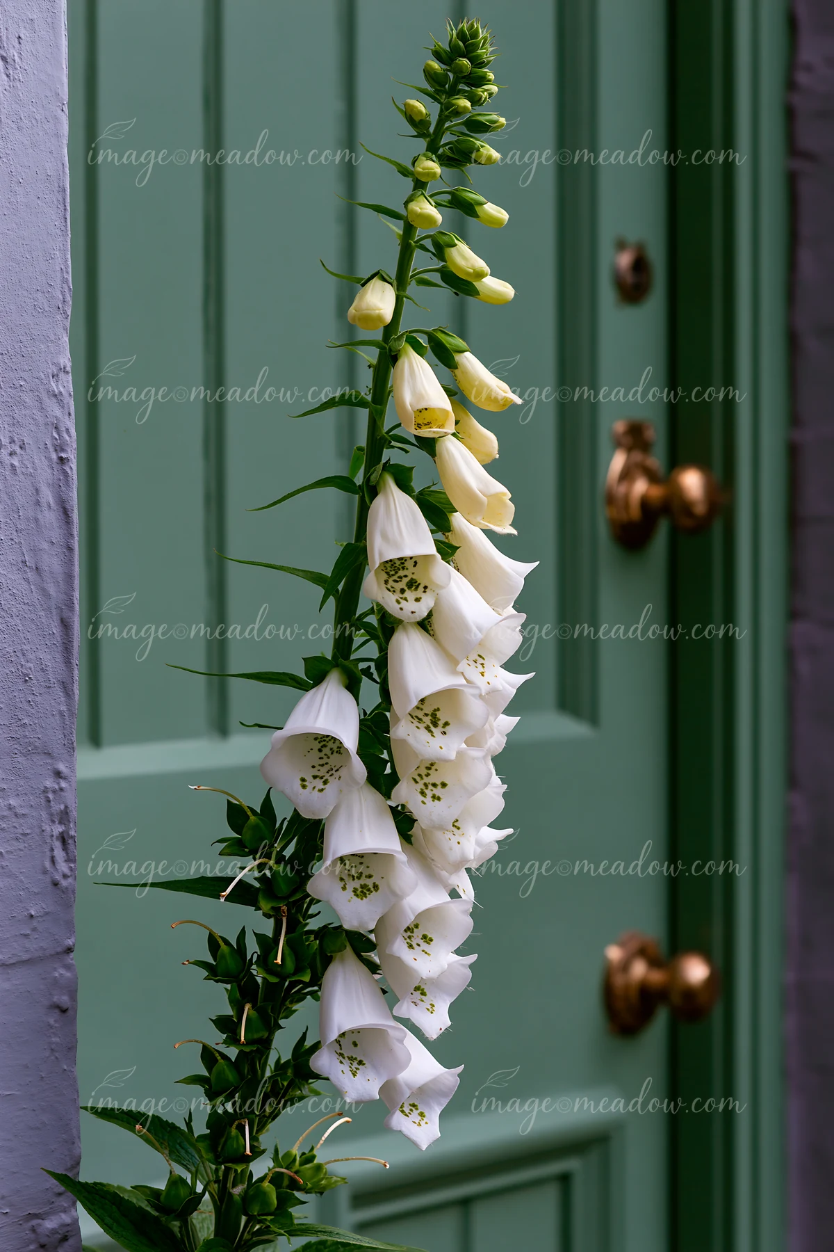 Foxglove flowers are growing next to a cottage door.