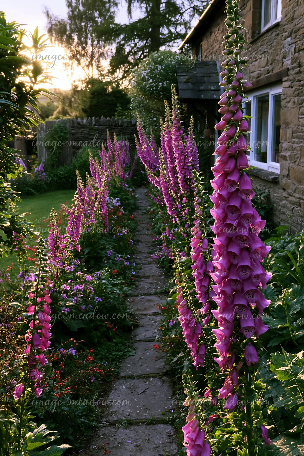 Foxglove flowers bloom along a stone path leading to a cottage, surrounded by green plants.