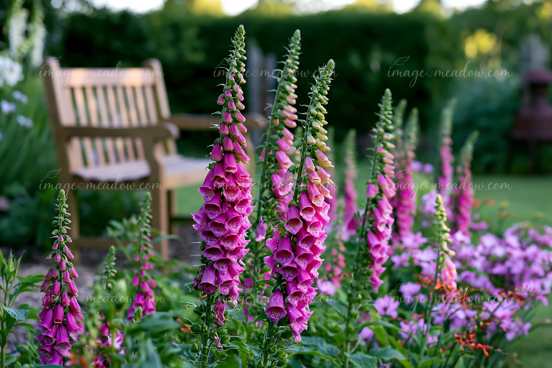 Foxglove flowers bloom by a cottage in a garden setting, with vibrant pink blooms standing tall next to a wooden bench surrounded by greenery and various other