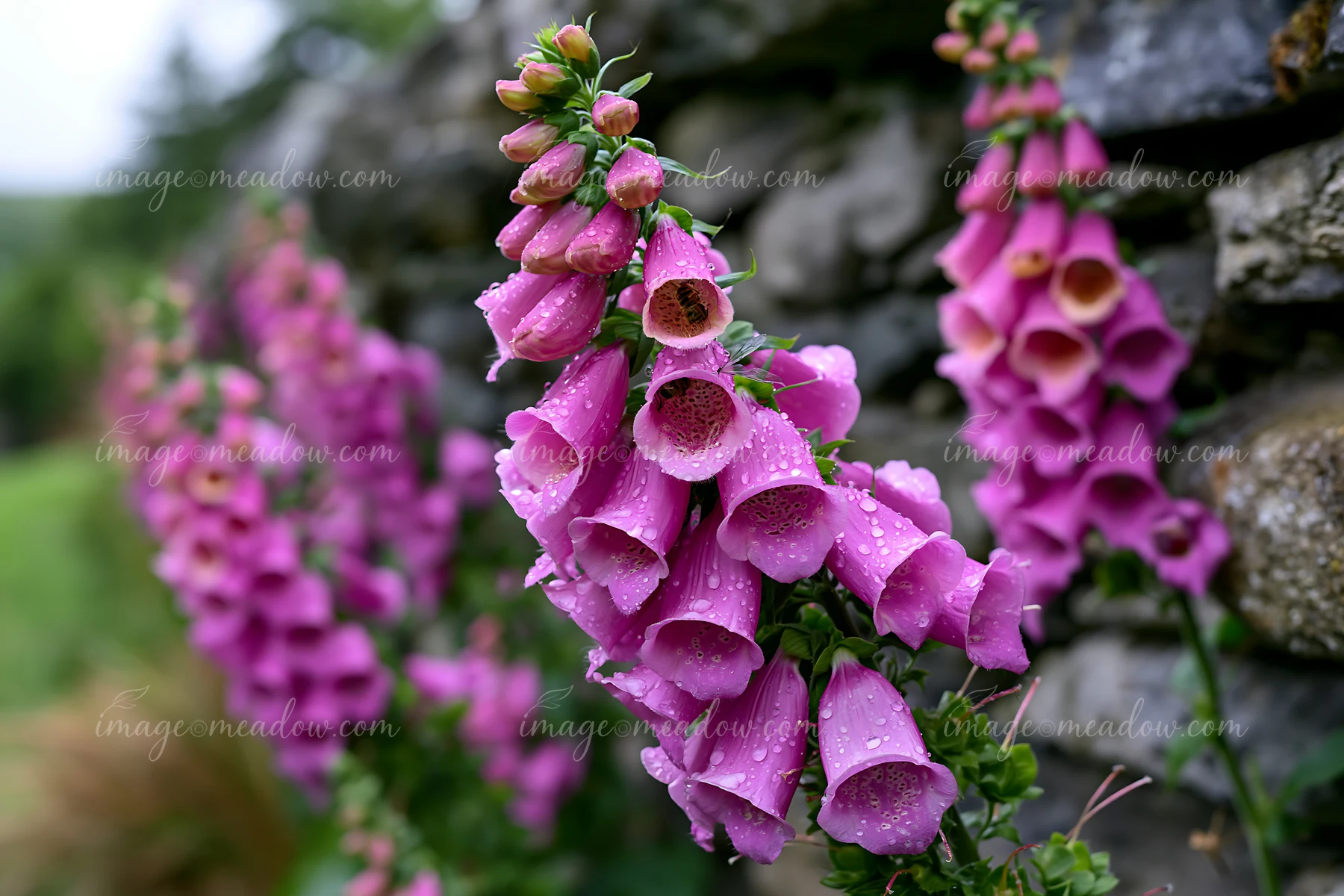 Foxglove flowers bloom near a stone wall beside a cottage, showing delicate pink petals with water droplets.