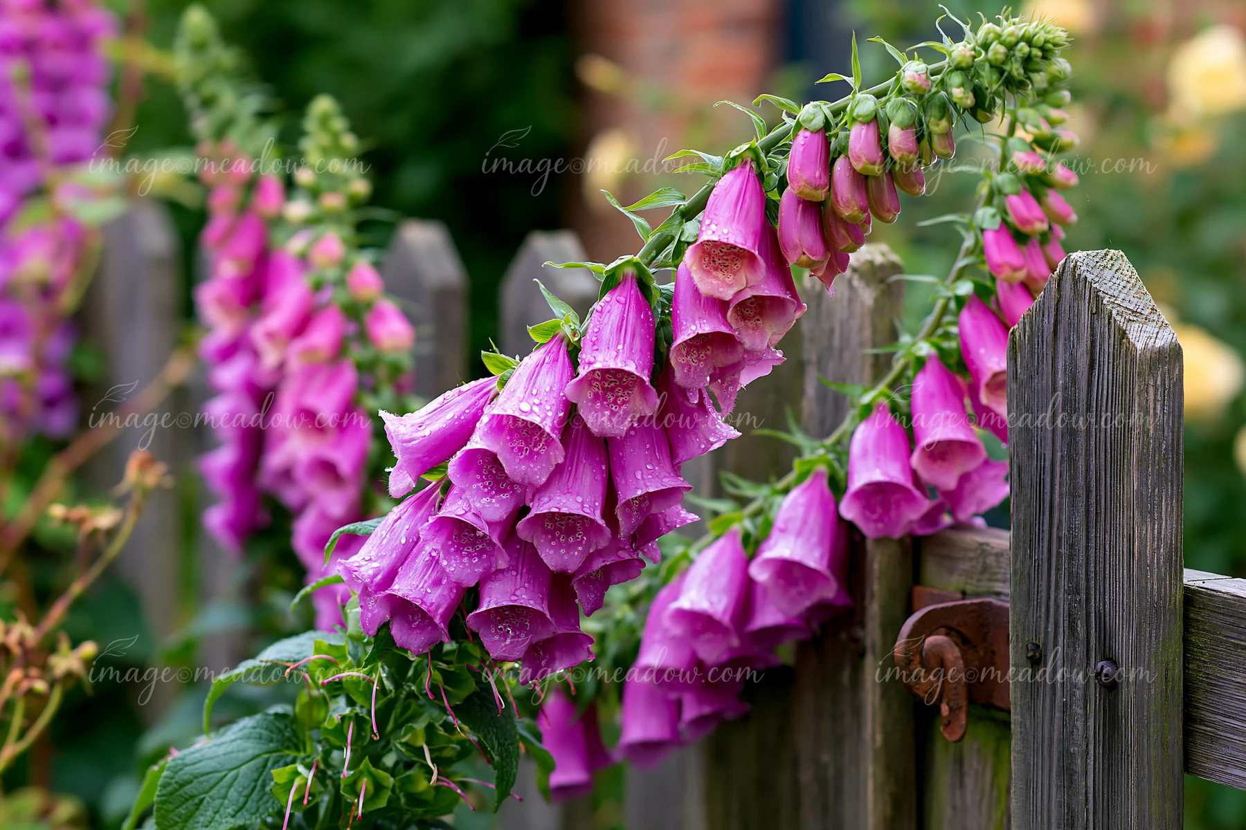 Foxglove flowers grow beside a wooden fence near a cottage.