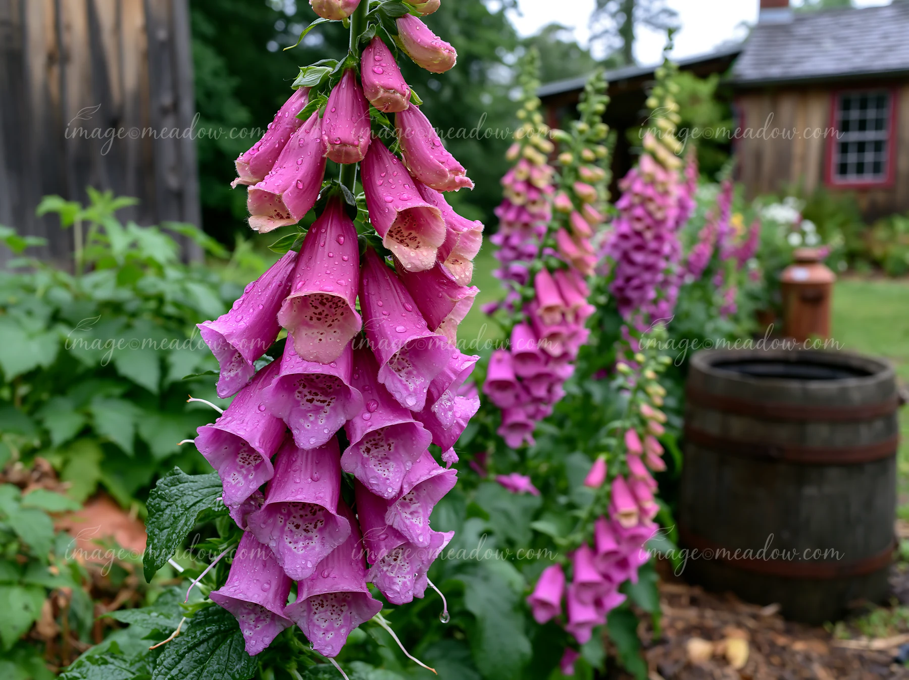 Foxglove flowers grow by a cottage, adding vibrant color to the garden.