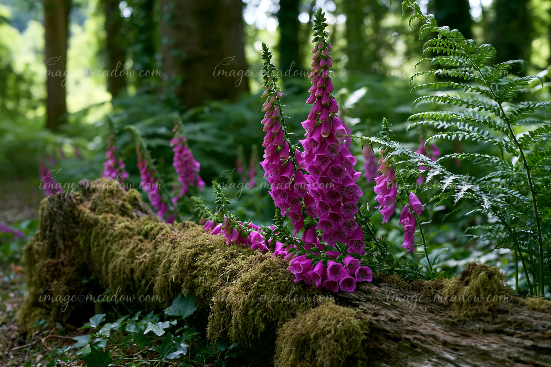 Foxglove flowers stand tall among greenery in a woodland clearing, showcasing vibrant colors against the soft backdrop of moss-covered logs and ferns.