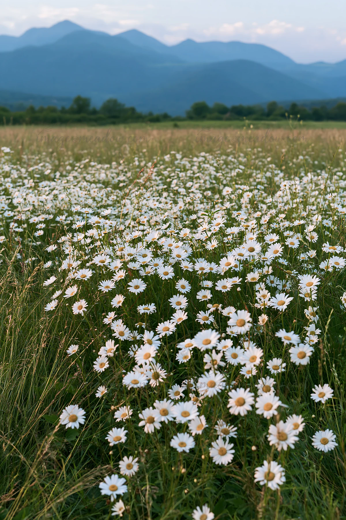 A view of a meadow filled with white flowers below the Pyrenees mountains. The landscape shows numerous flowers in full bloom against a green backdrop, creating