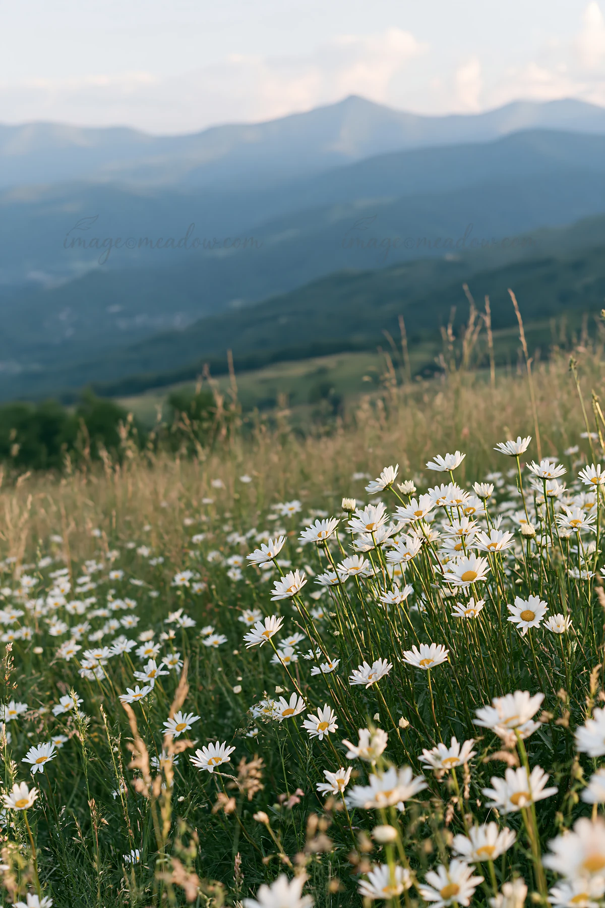Daisies bloom in a vast meadow under a clear sky near the Pyrenees mountains. The rolling hills create a natural landscape that captures the essence of French c