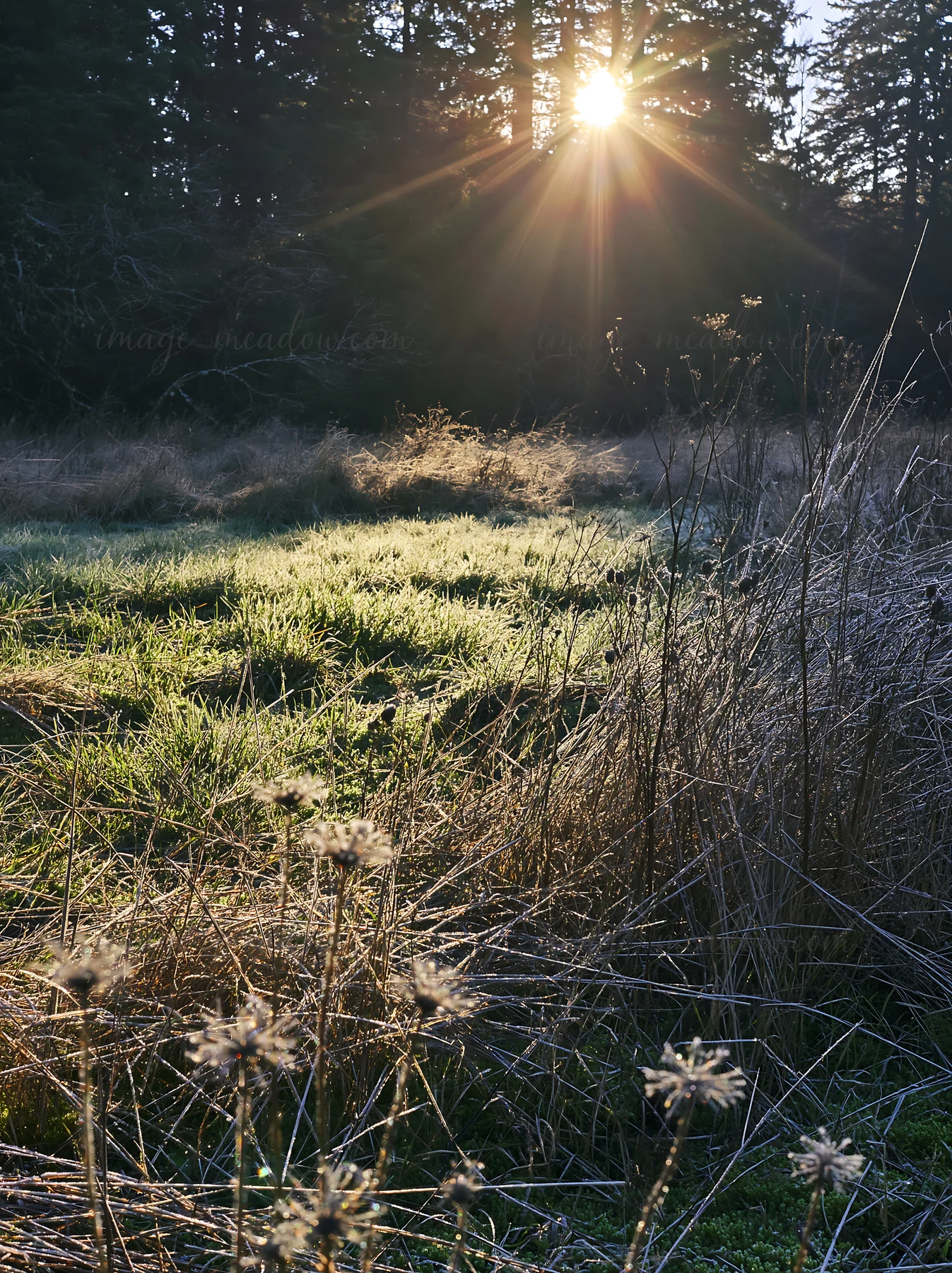 The scene shows a meadow covered in frost during early morning. Sunlight filters through trees, illuminating the grass and the dried plants in the foreground.