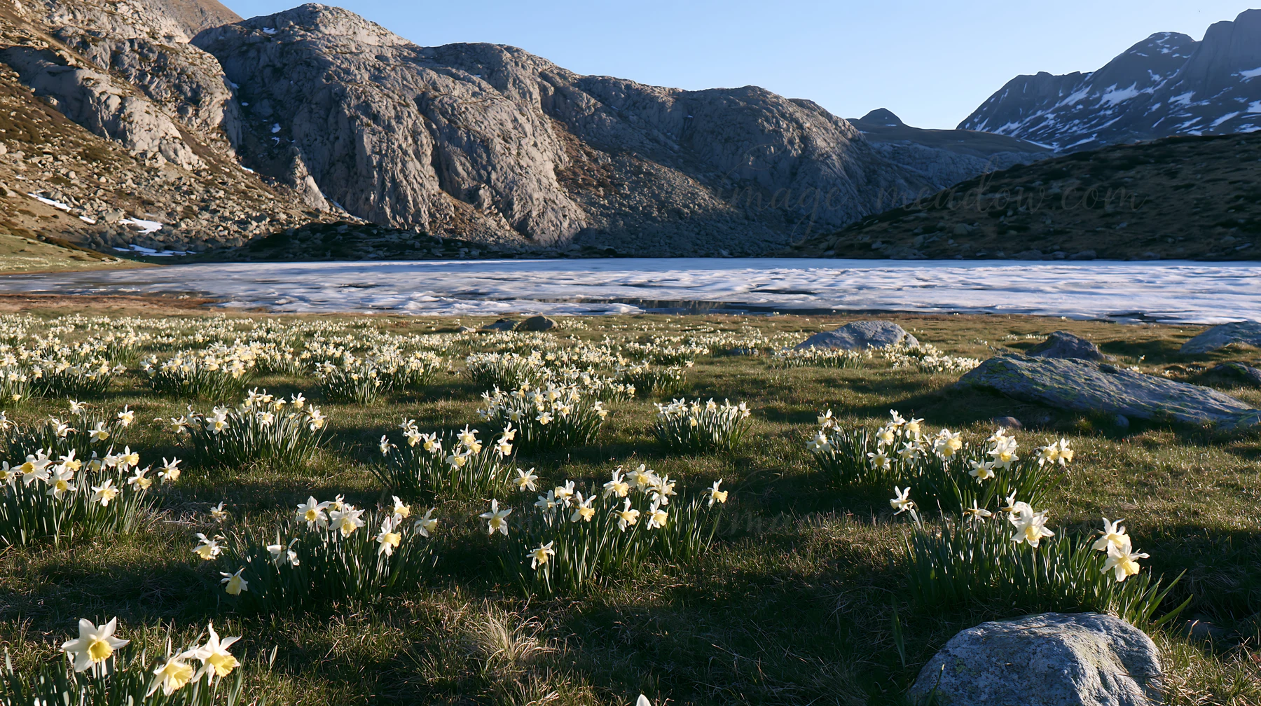 A meadow of white flowers grows near a frozen tarn during daylight. Mountains rise in the background, showing rocky terrain and patches of snow. This scene capt