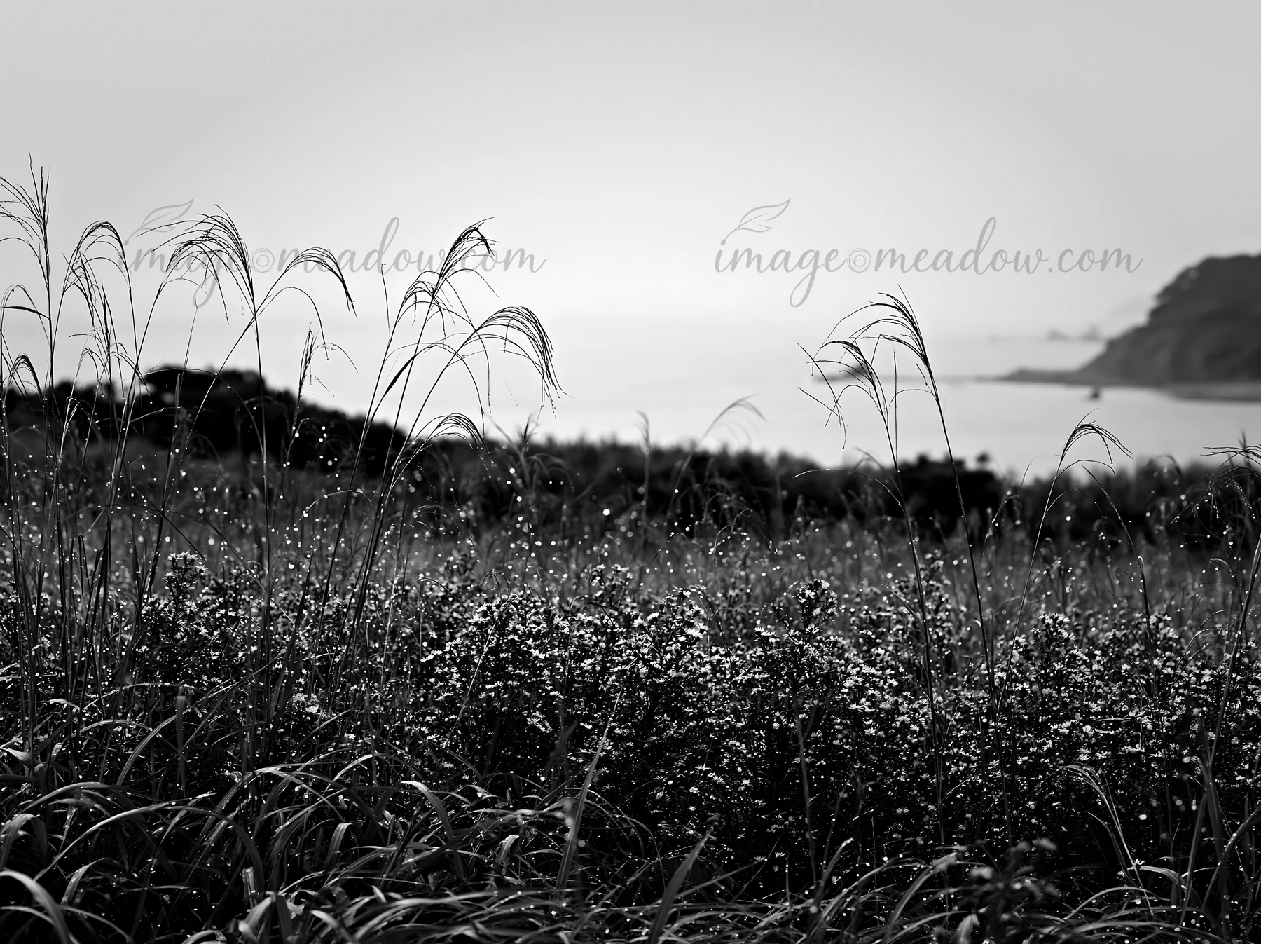Rain droplets rest on grass in a meadow in Fukui. The wet grass stands tall against a distant view of water and greenery, giving a glimpse of nature's beauty af
