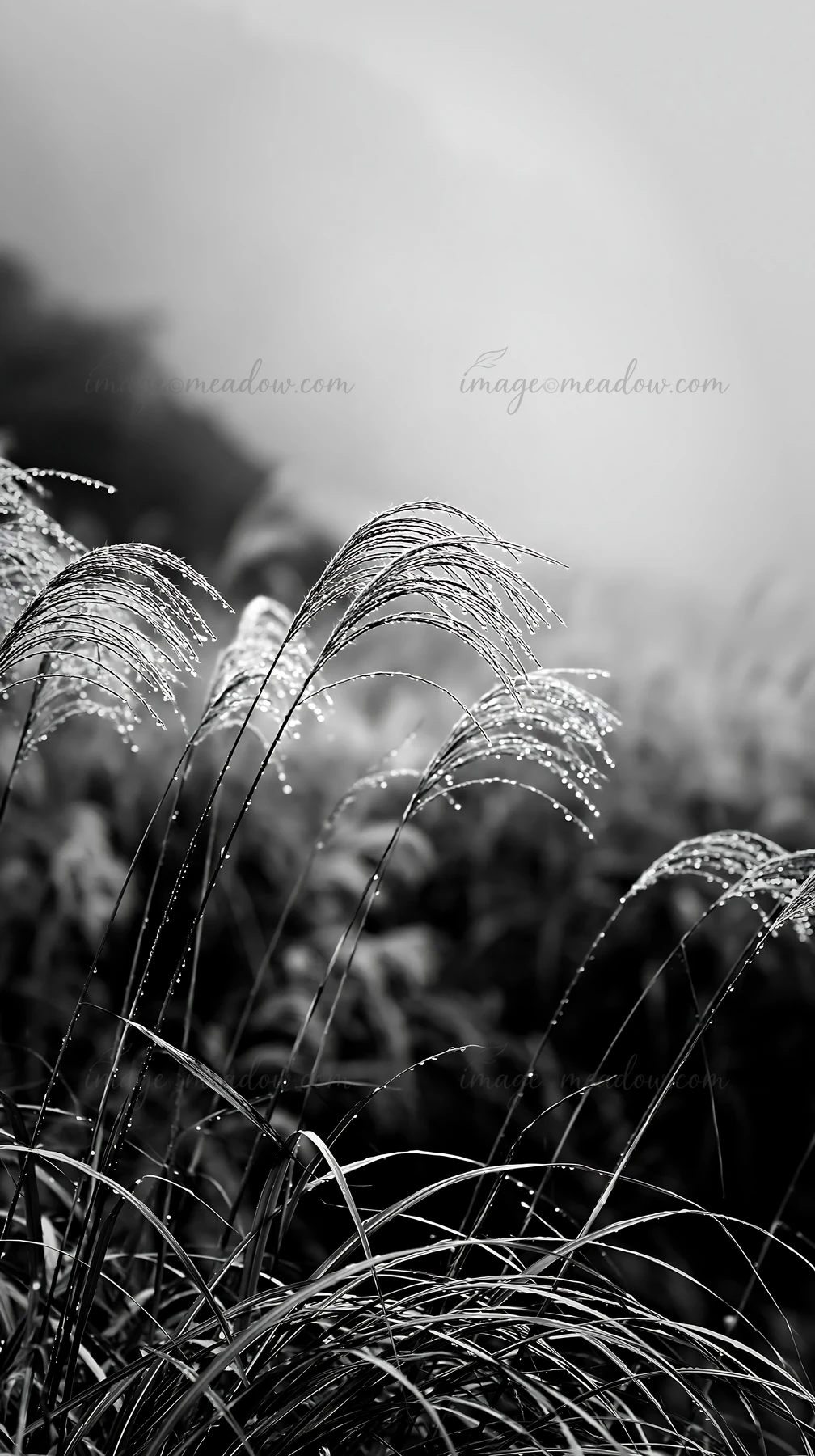 Rain droplets rest on native grass in Fukui. The wet meadow reflects a typical scene in the region, capturing the essence of nature after a rain shower.