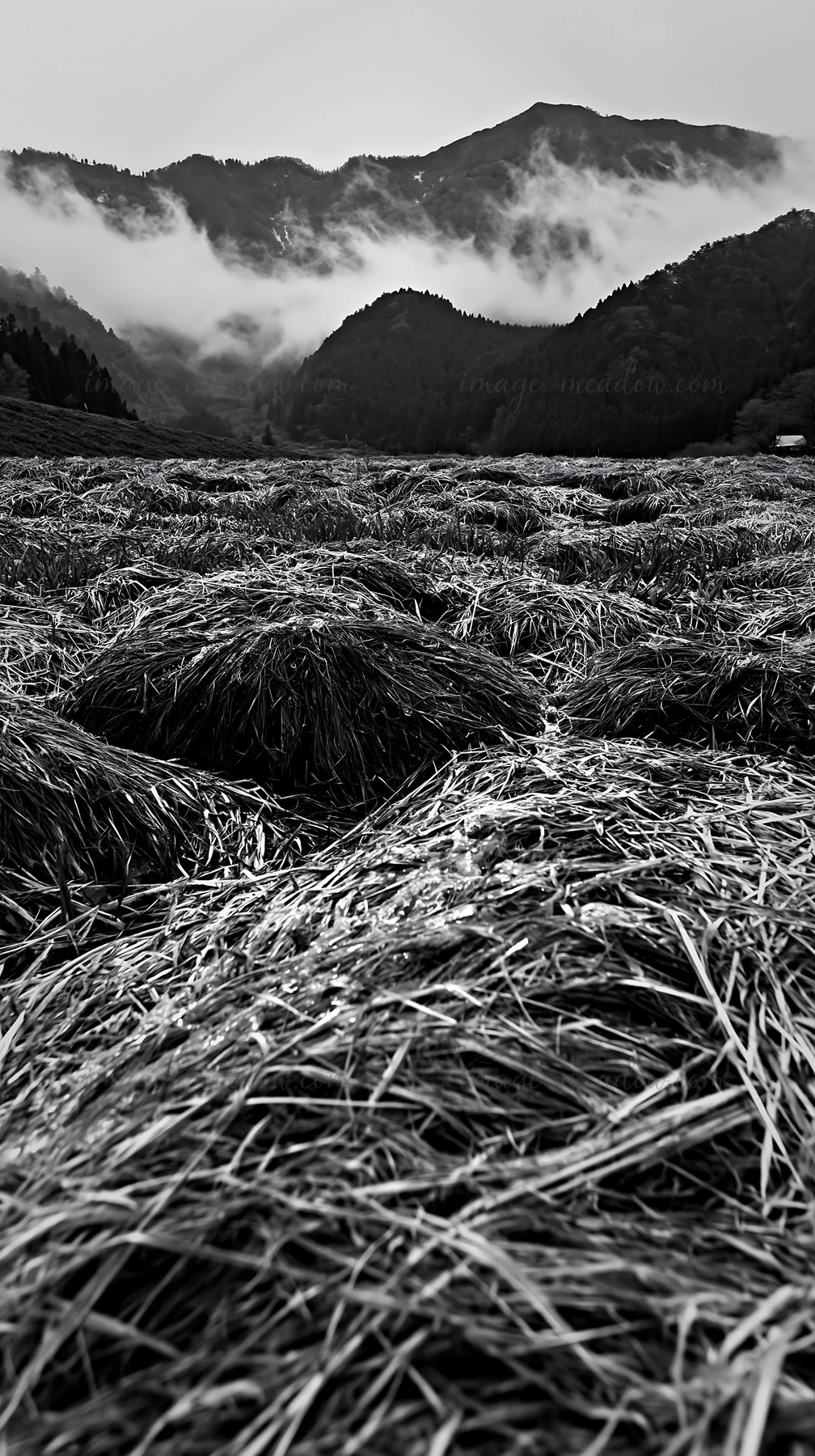 Rain droplets rest on the Fukui native grass meadow, highlighting straw bundles in a lush setting. Mountains loom in the background under cloudy skies. Presente