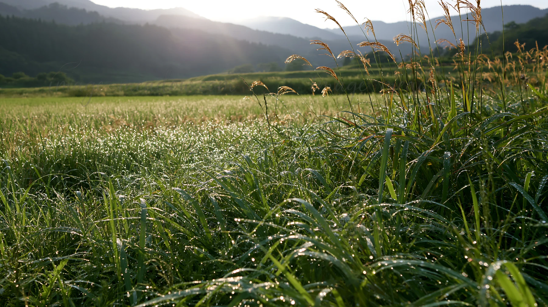 Dew drops cover the native grass in a meadow located in Fukui. The sun rises over the mountains, casting soft light on the vibrant green landscape. This scene c
