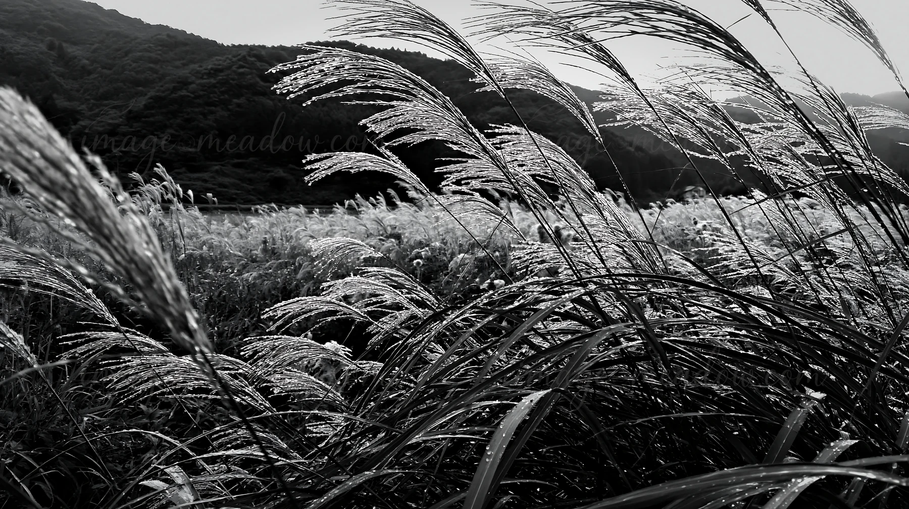 Rain droplets rest on Fukui native grass in a meadow amid hills. The scene captures the lush vegetation swaying gently in the breeze under an overcast sky. Pres