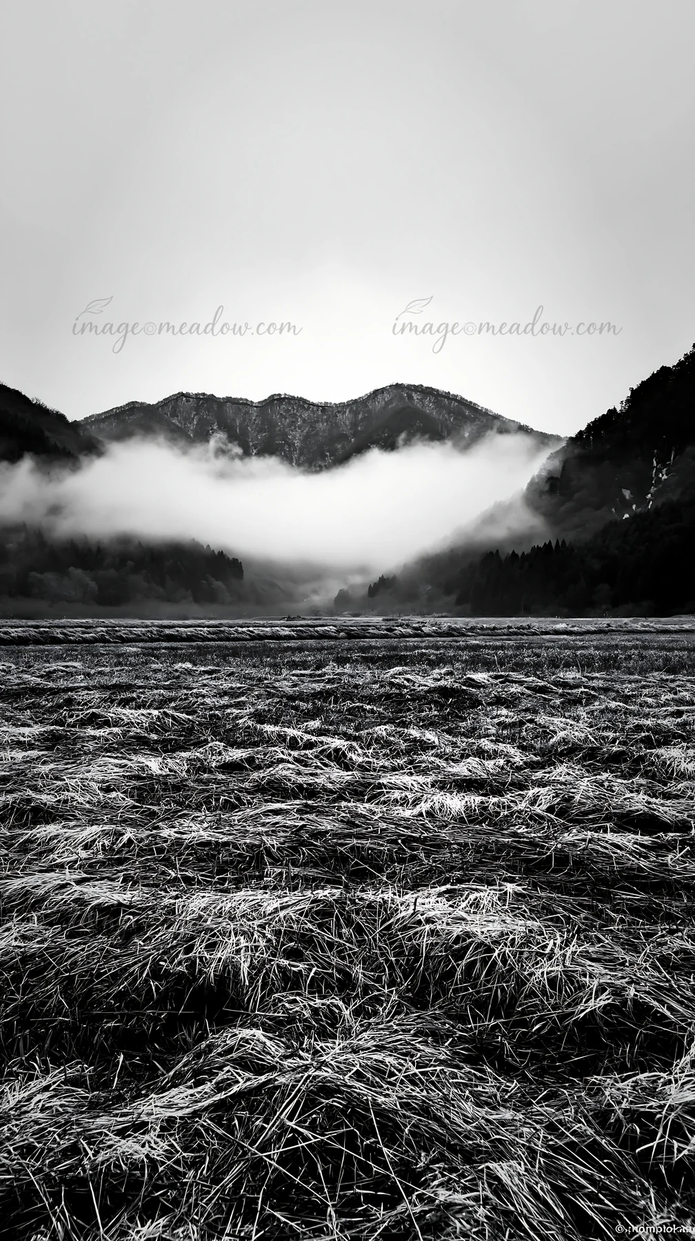 Grass meadow in Fukui gets rain droplets as fog covers the mountains. The scene shows wet grass and low clouds. This takes place in a rural area during cloudy w