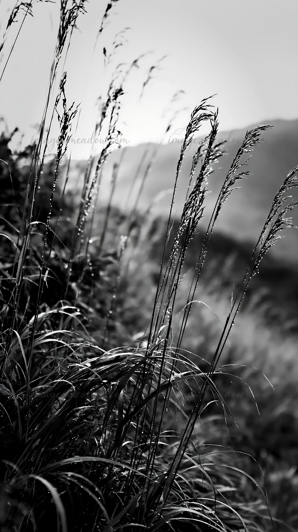 Grass blades in a Fukui native grass meadow show rain droplets. The image captures the natural setting of the meadow with hills in the background.