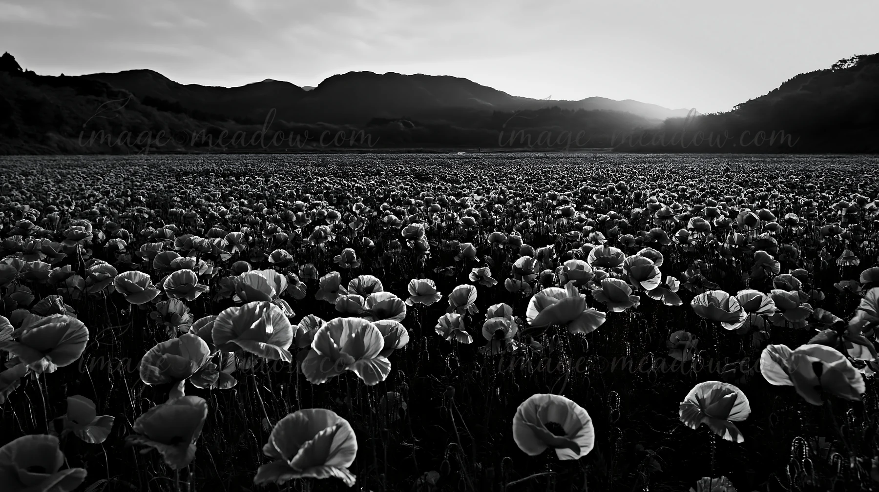 Red blossoms cover a meadow in Fukuoka, reflecting the warm colors of the sunset. Mountains rise in the background as the sky transitions to evening. Presented
