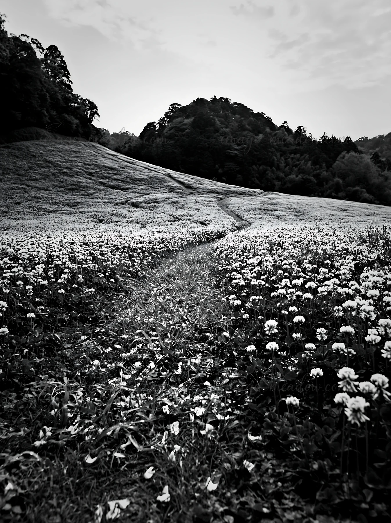 A green meadow in Fukuoka features a path surrounded by blooming flowers. The scene captures the beauty of nature under a partly cloudy sky. Presented as a prem