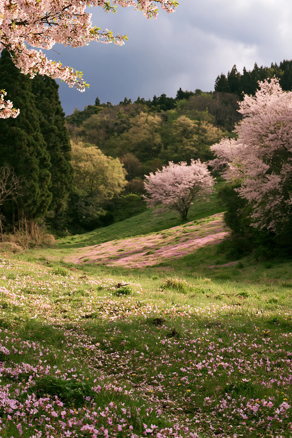 A meadow in Fukuoka shows fallen cherry blossoms covering the ground. Rows of cherry trees bloom along the hillside, creating a scene of natural beauty during s