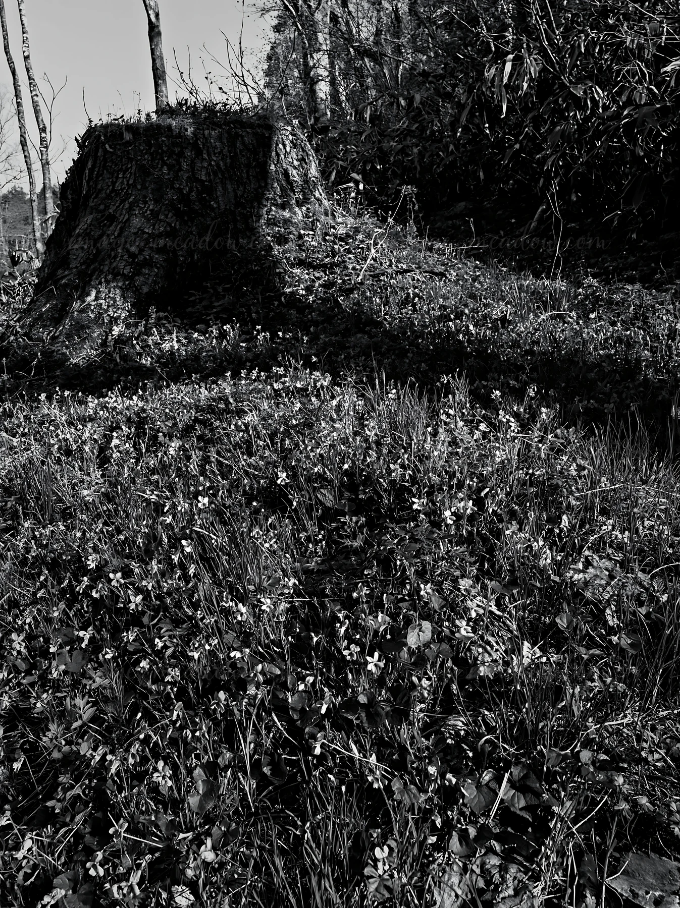 The scene shows a meadow in Fukushima with a weathered stump on the ground. Wildflowers grow around the stump, and the light creates shadows across the grass. T