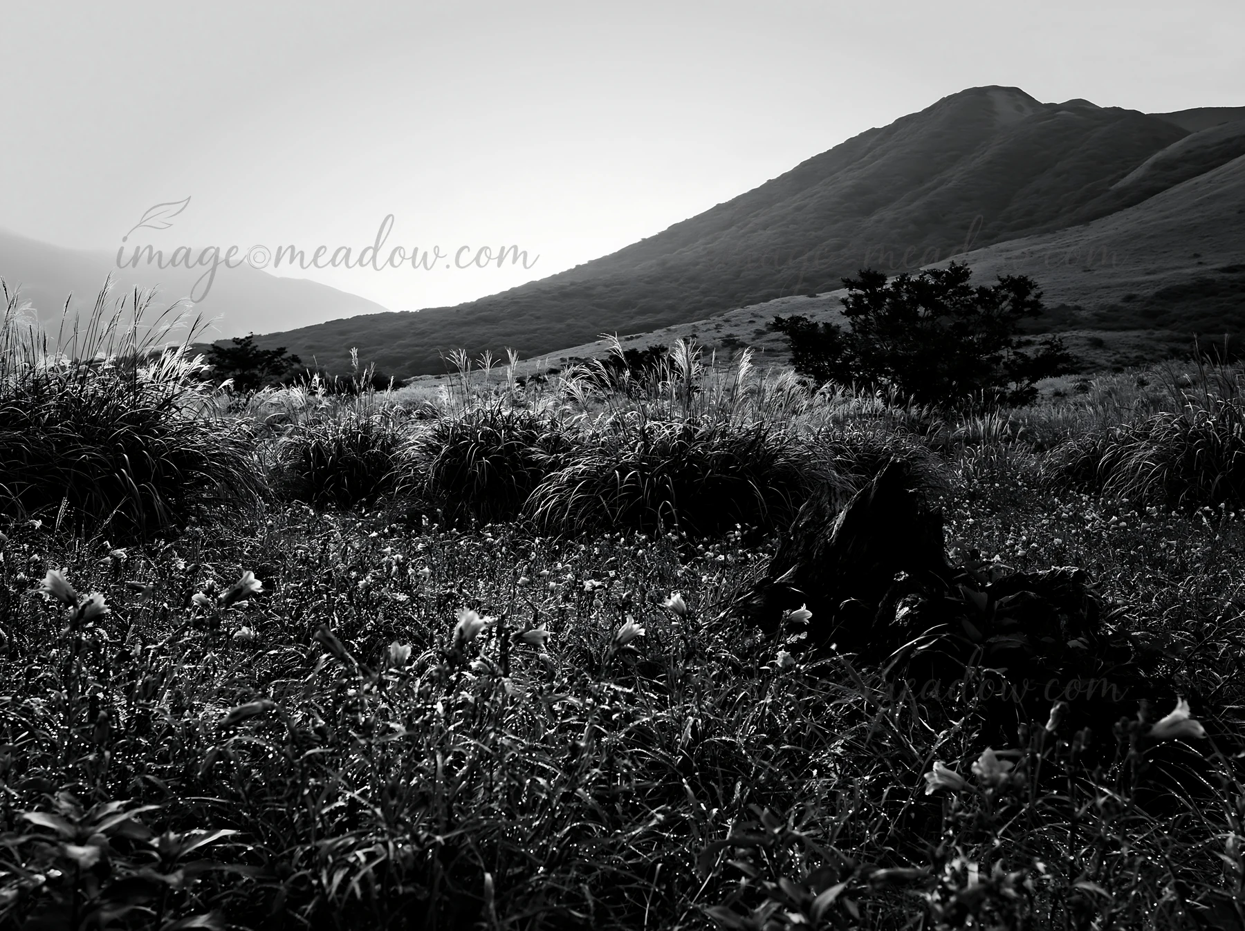A weathered stump stands in a meadow filled with purple flowers and tall grass. The background features distant mountains and a soft sky during daylight. Presen