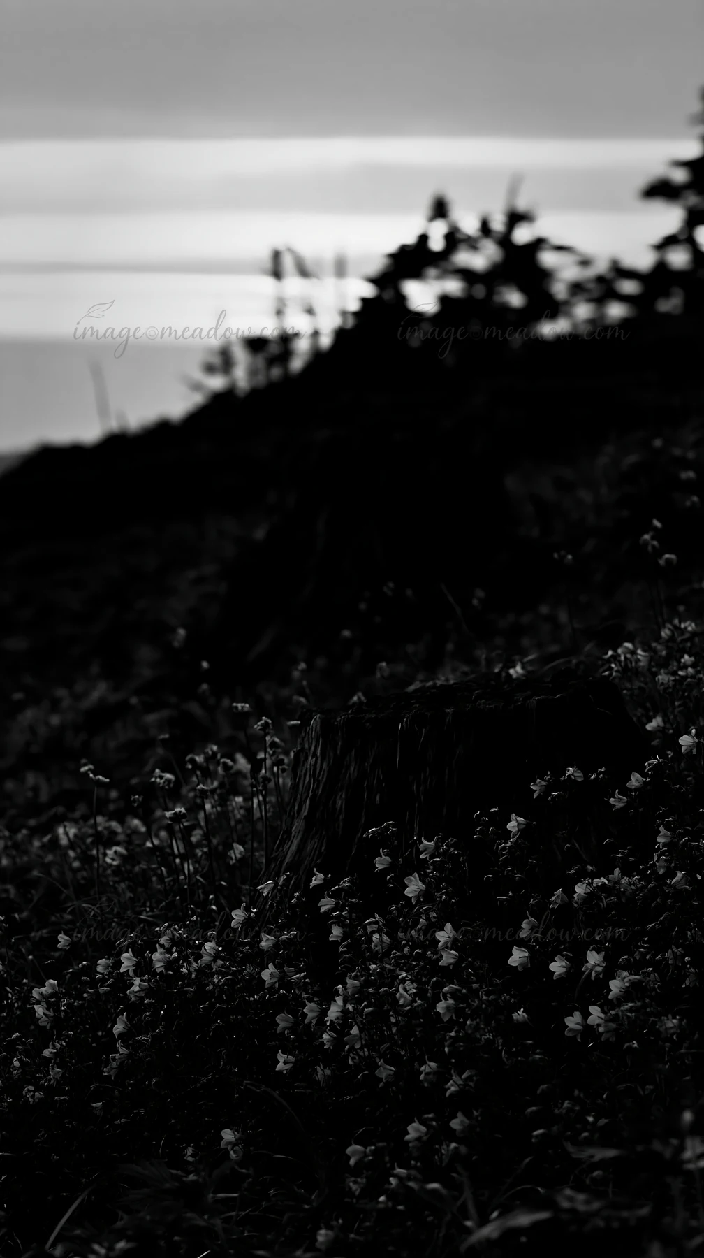 A weathered stump stands on a Fukushima meadow site surrounded by various flowers. The scene captures a blend of nature and decay, highlighting the landscape's