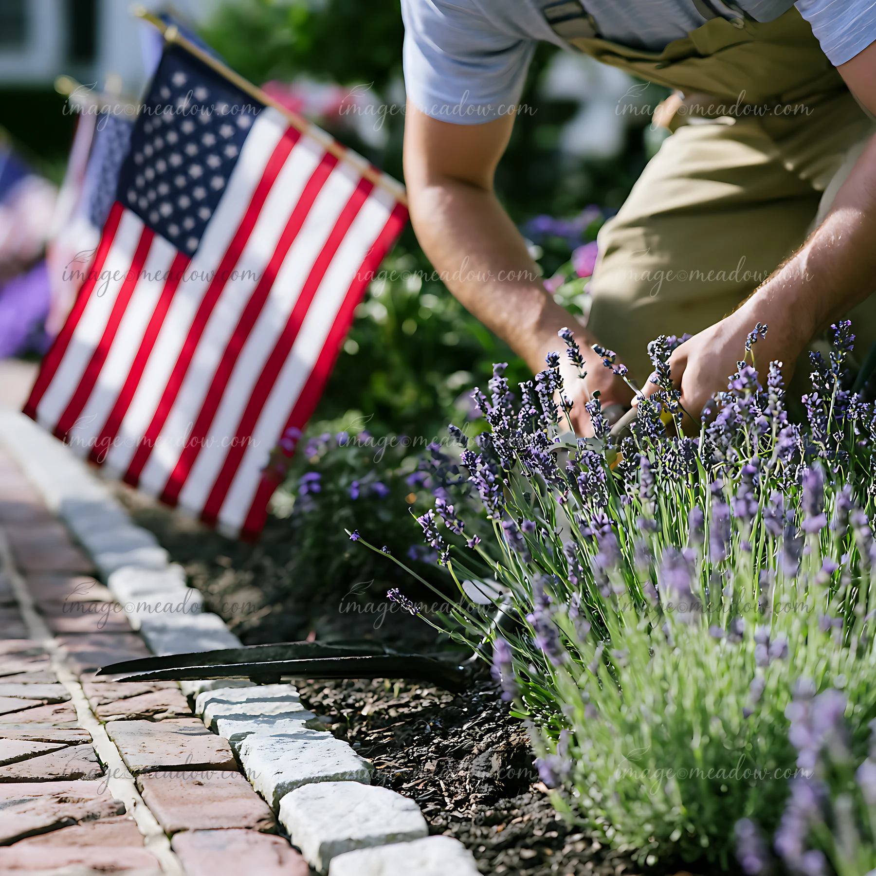 Gardener tends purple flowers beside American flags in a sunny garden.