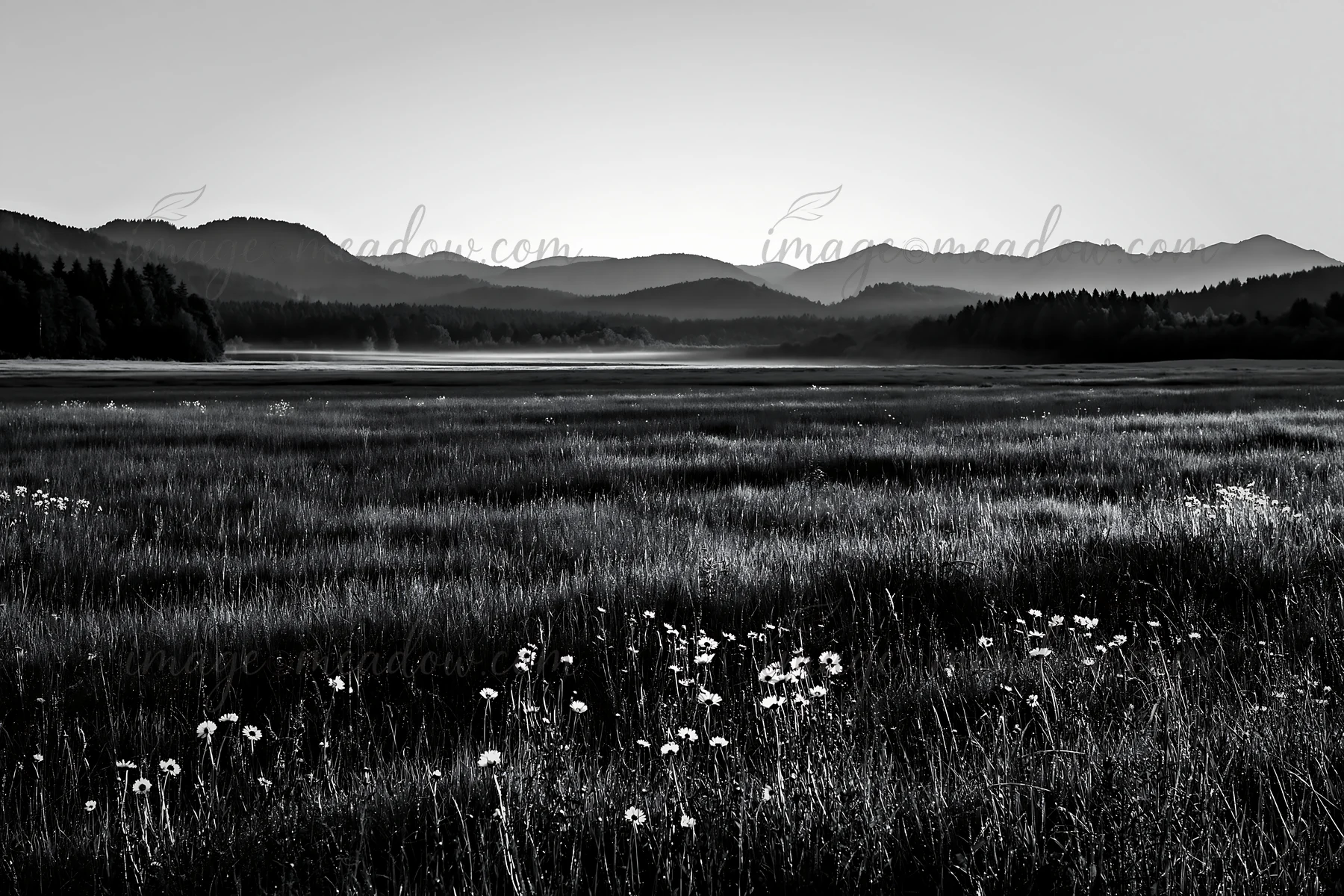 A large, open meadow in the German foothills features tall grass and wildflowers. Mountains rise in the background as the sun sets, creating a warm light across