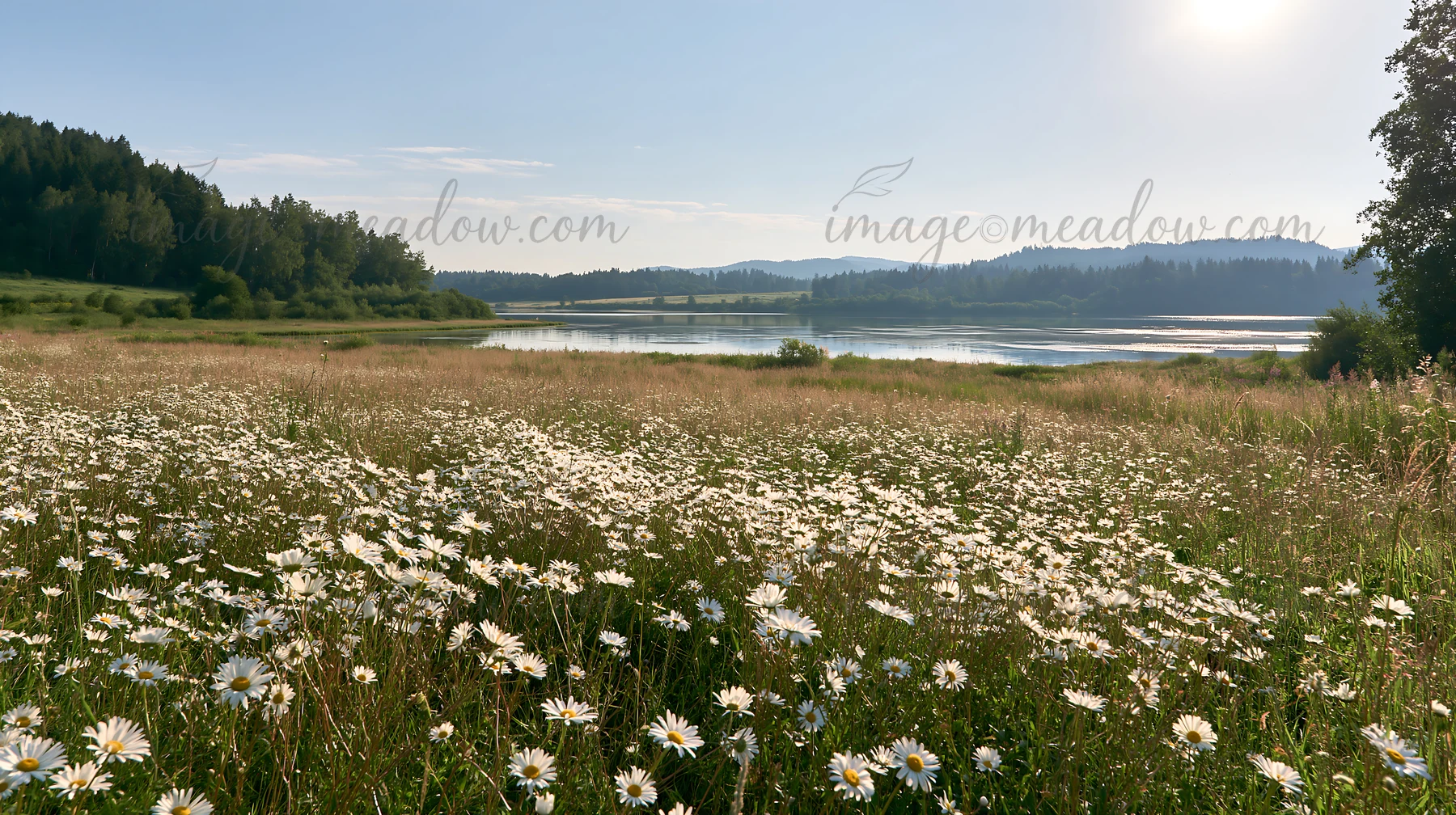 A lakeside meadow in Germany features a field of wildflowers under bright sunlight. The landscape includes green grass, trees, and a peaceful lake in the backgr