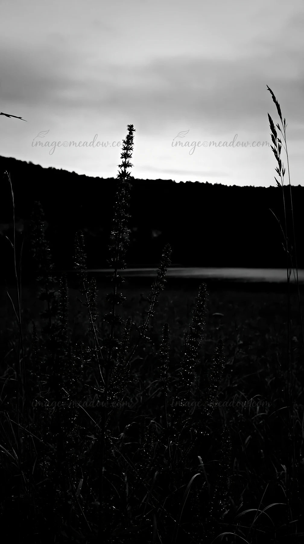 The scene shows a lakeside meadow in Germany with tall grass and plants silhouetted against the fading light. The mountains are visible in the background near t