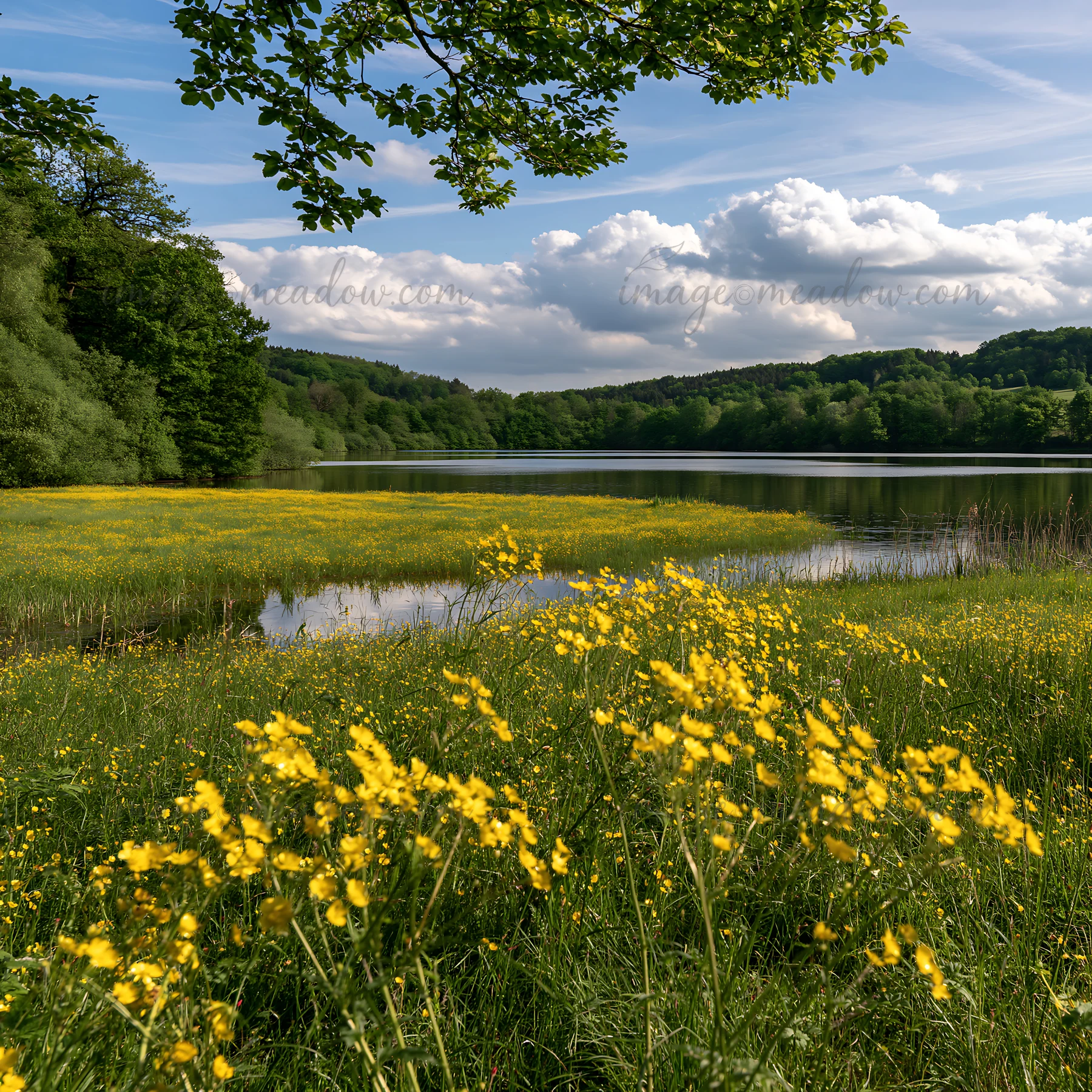 Yellow flowers grow in a meadow near a lake in Germany. Green trees surround the water, and white clouds fill the sky. The scene shows the natural beauty of the