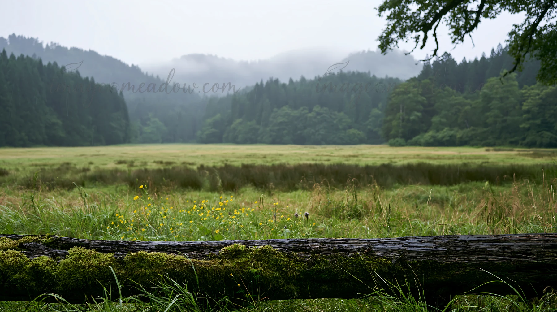 A mossy log lays in the foreground of a green meadow in Gifu, surrounded by trees and misty mountains, creating a natural landscape.