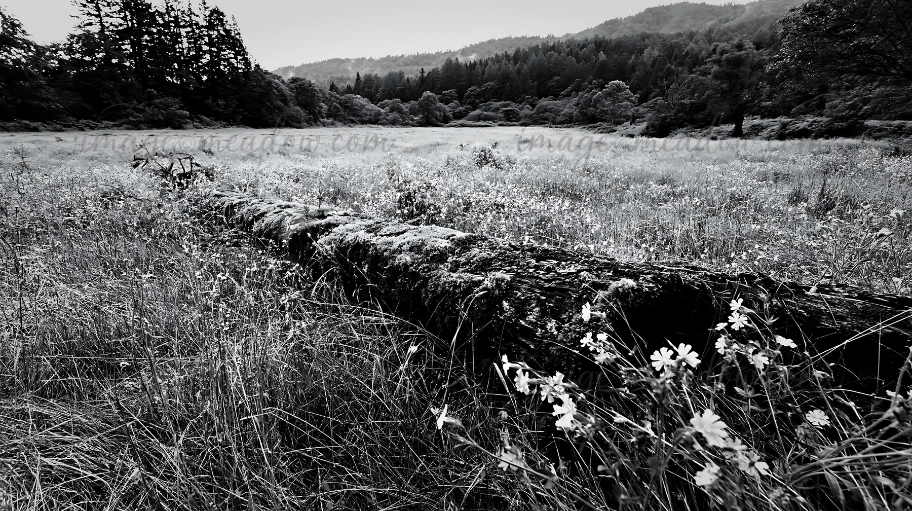 A mossy log lies across a grassy meadow in Gifu. Wildflowers grow around it as trees and hills frame the background. This scene shows natural harmony in an outd