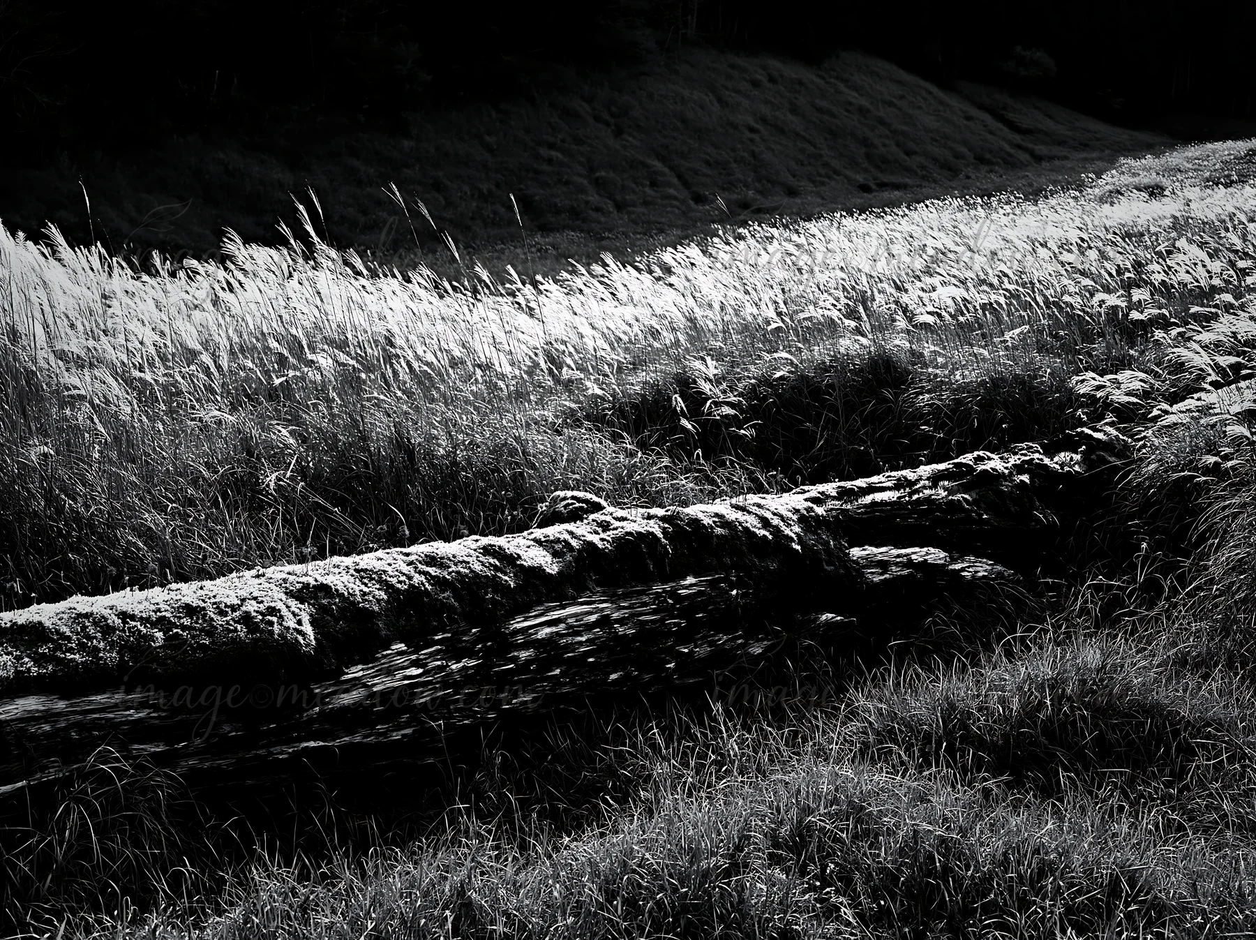 A mossy log lies in a field of tall grass in Gifu during daytime. The scene showcases natural elements in a low carbon meadow, highlighting the texture of the g