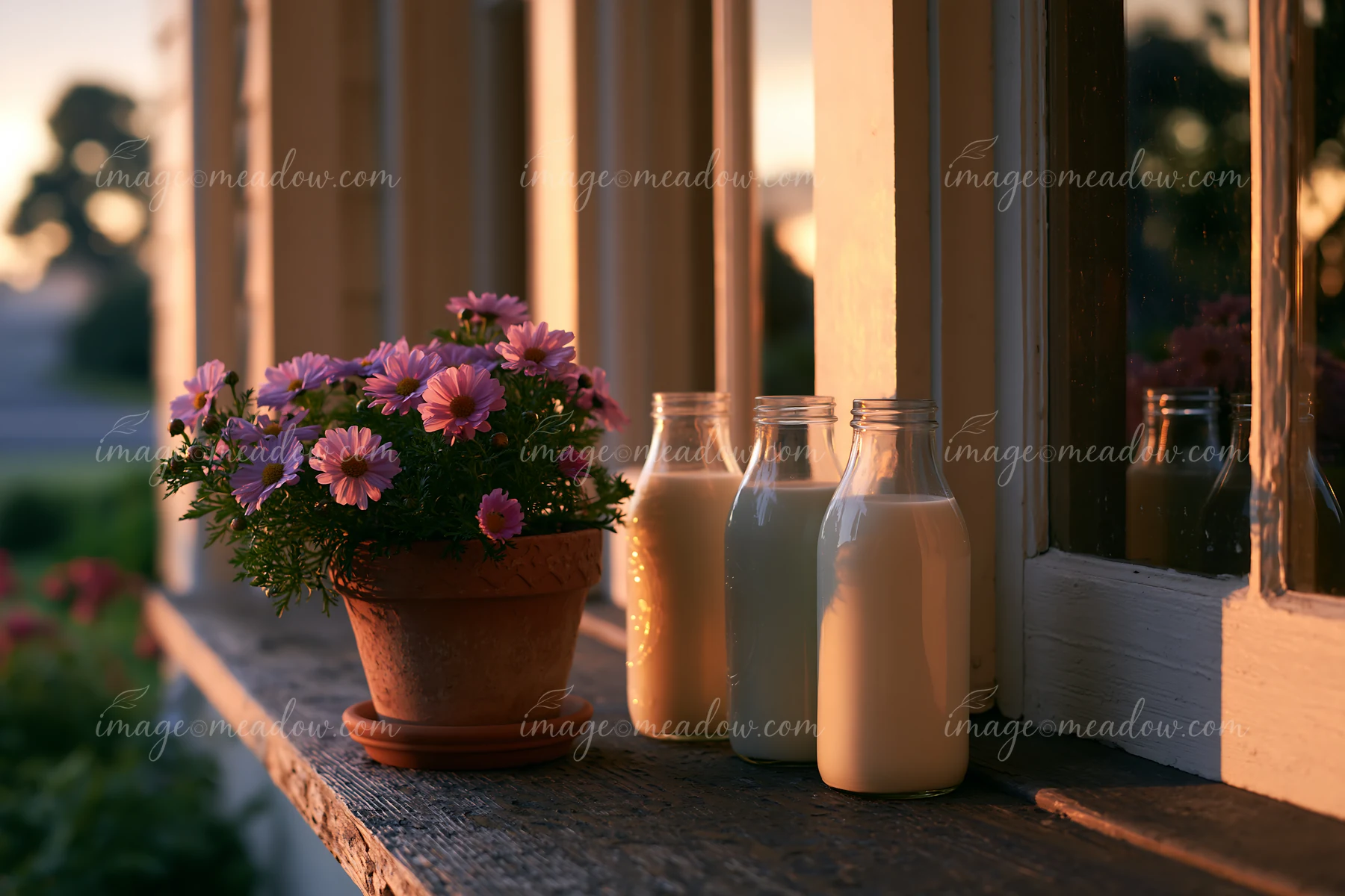 Glass milk bottles on a doorstep at sunrise are placed next to a potted flower.
