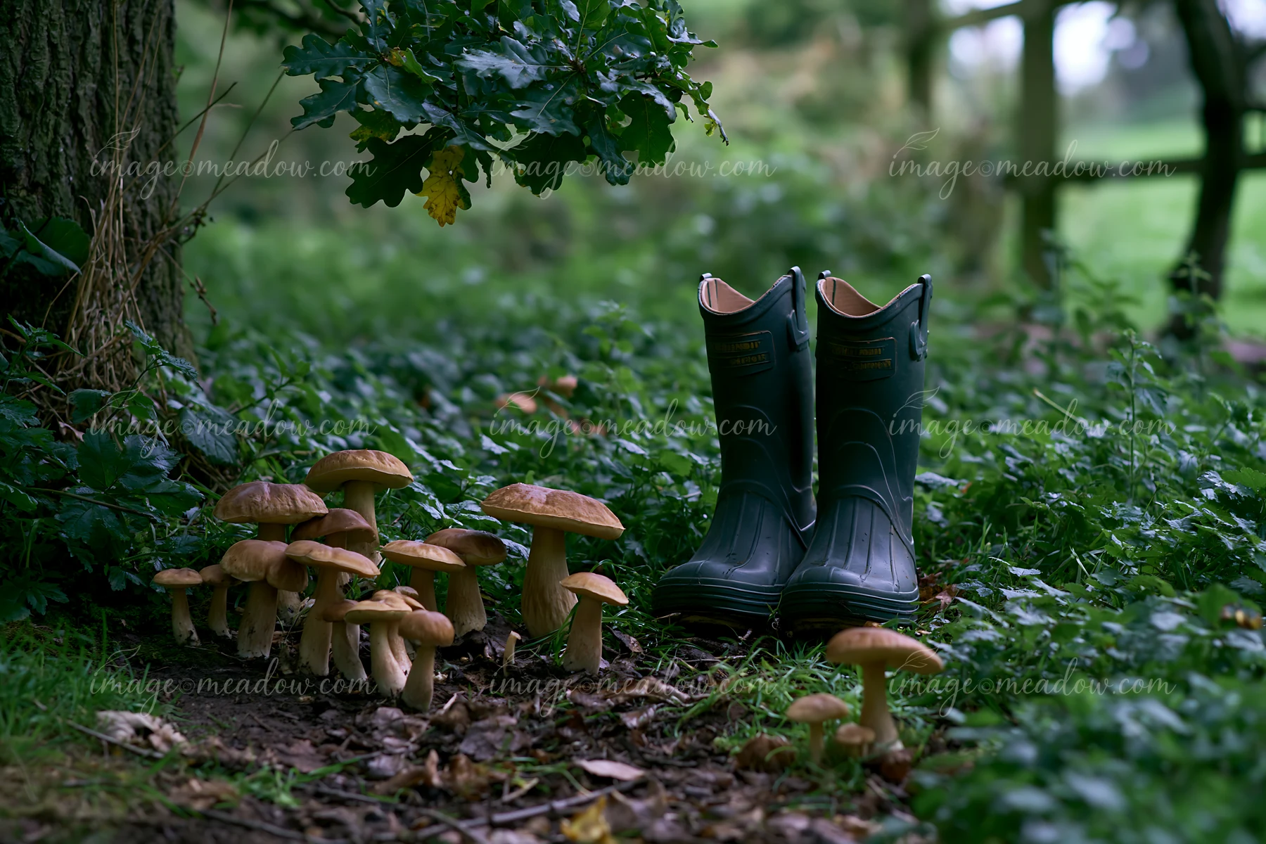 Green boots and clusters of mushrooms sit in a meadow beneath an oak tree.