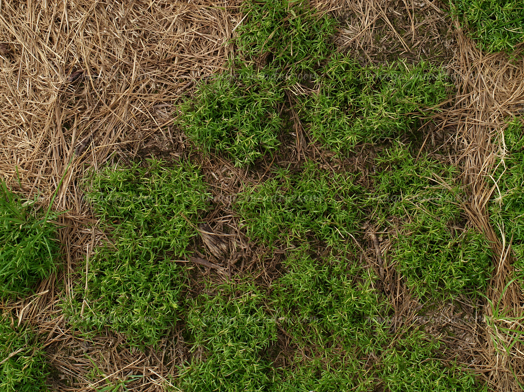 Green meadow regrowth emerges among dried cut grass and exposed soil after mowing.