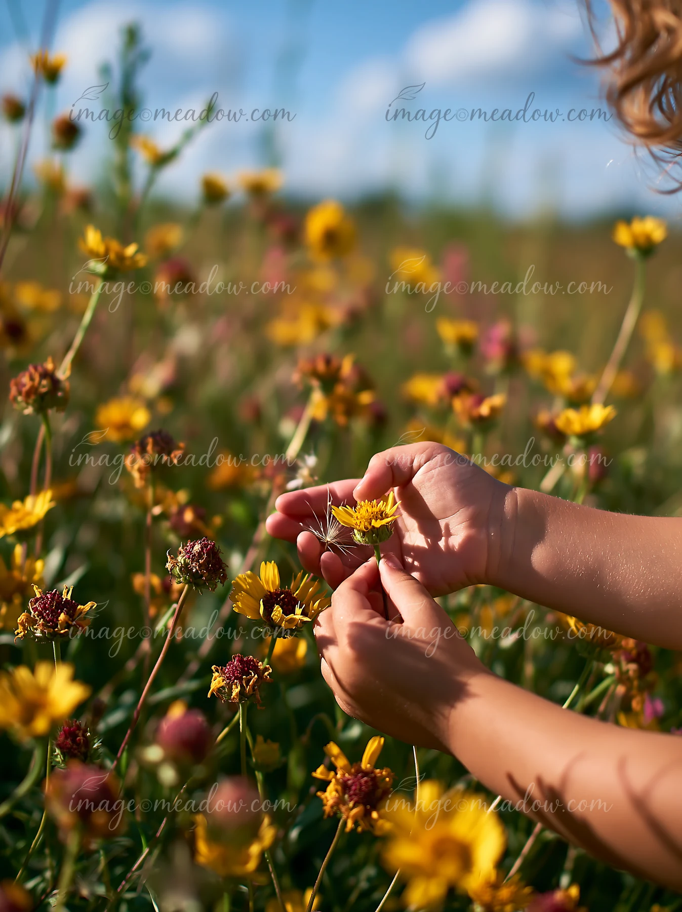 Hands gently hold a yellow prairie flower in a sunlit wildflower meadow beneath a bright blue summer sky.