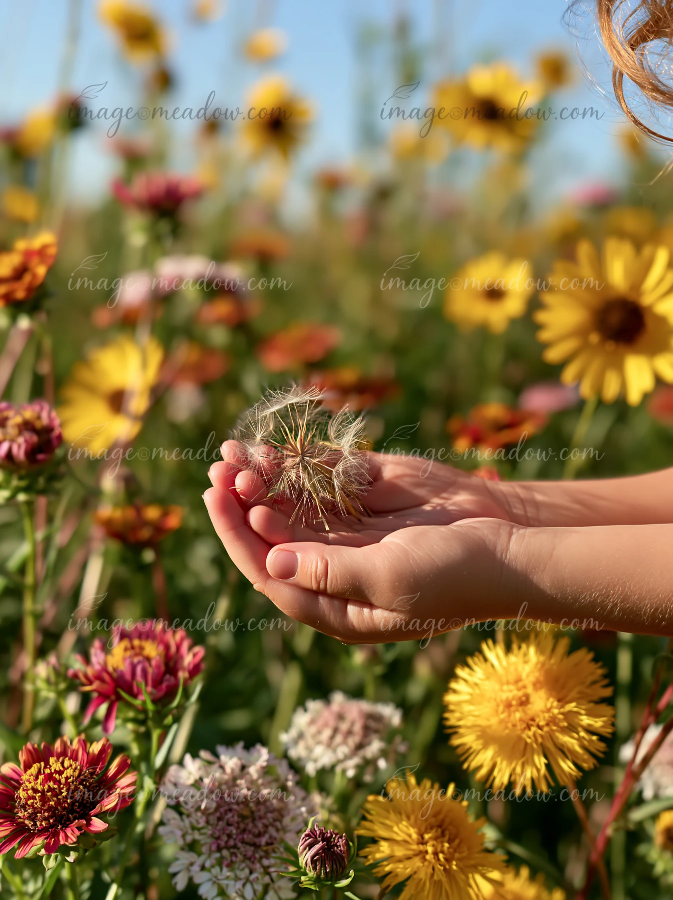Hands hold a dandelion seed head among colorful flowers beneath a bright summer sky.