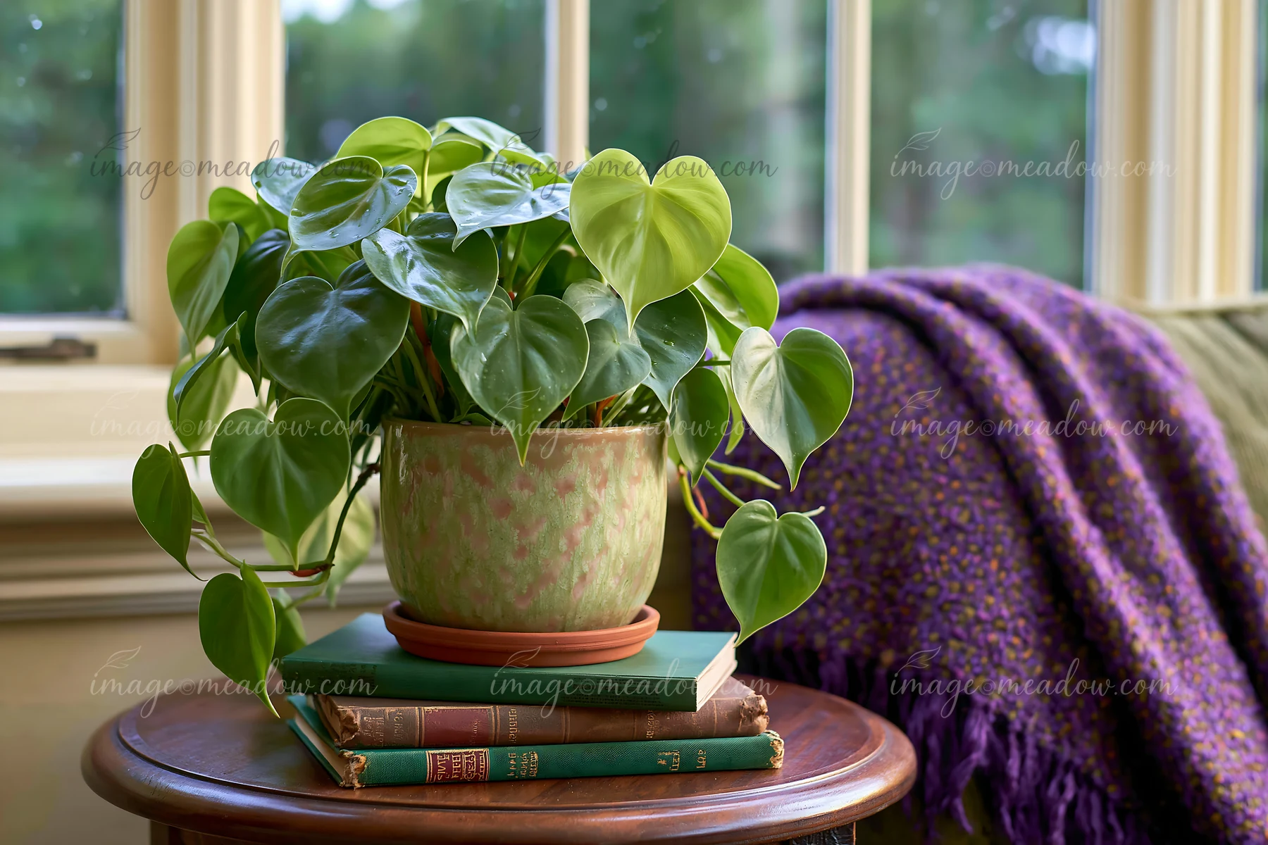 Heart-shaped leafy houseplant in a ceramic pot sits on books beside a sunny window.
