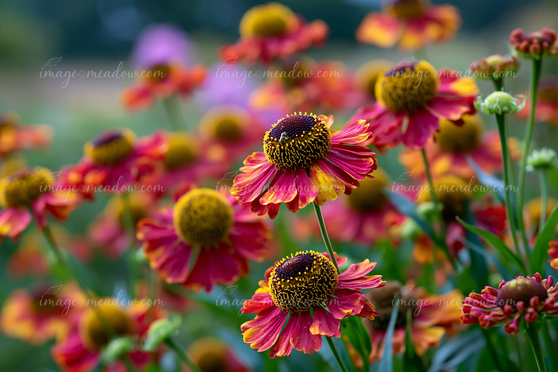Helenium flowers bloom in a colorful border, showcasing red and yellow petals among vibrant green leaves.