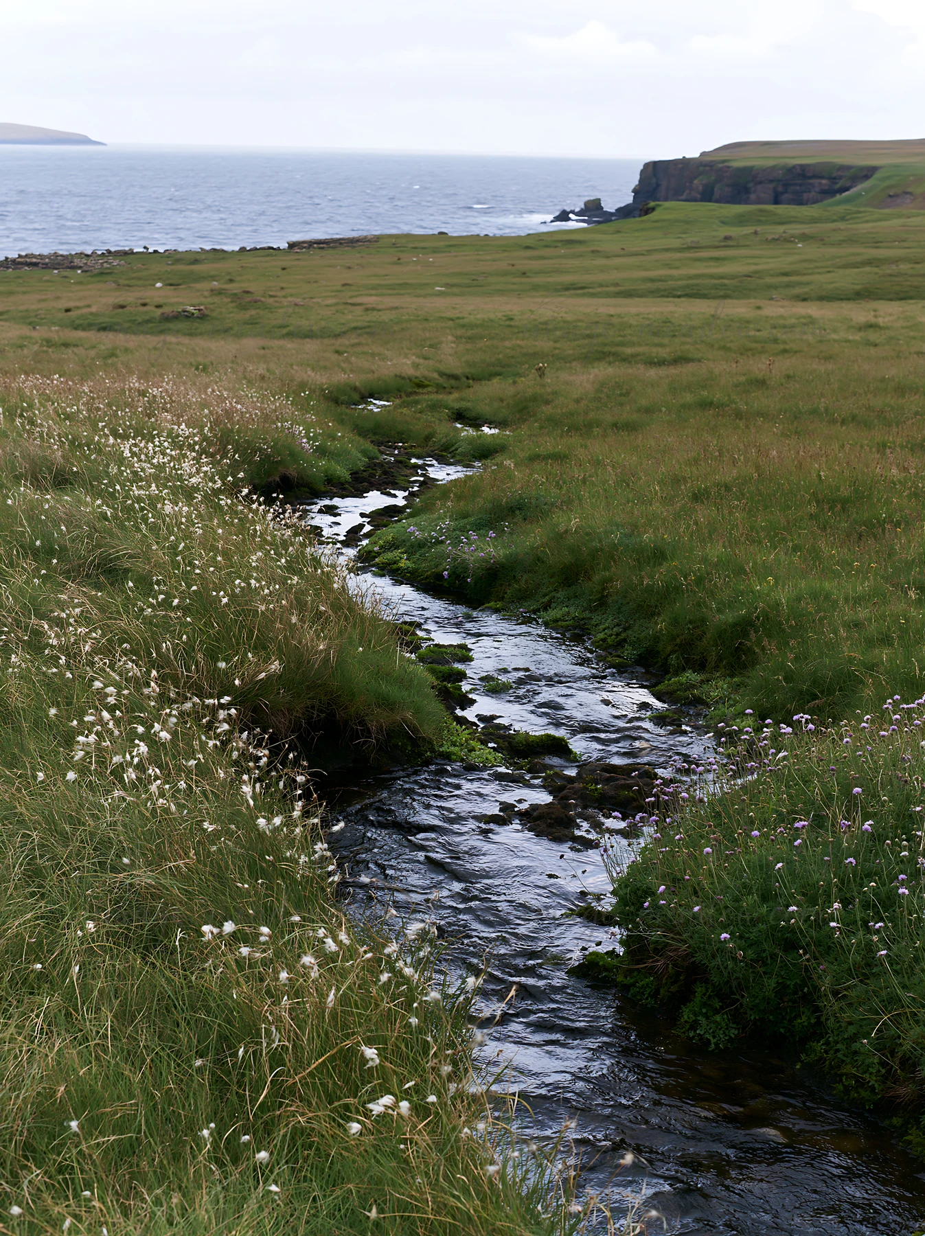 A stream flows through a grassy meadow, leading towards the sea. The landscape features patches of tall grass and flowers along the water's edge. This scene is