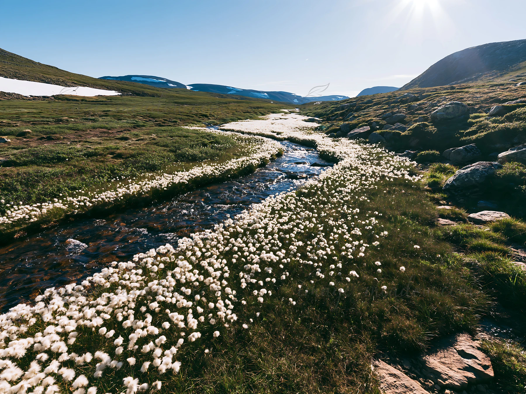 A view of a meadow with a natural watercourse running through it. Cotton grass grows along the water's edge. The scene is set in bright daylight with mountains