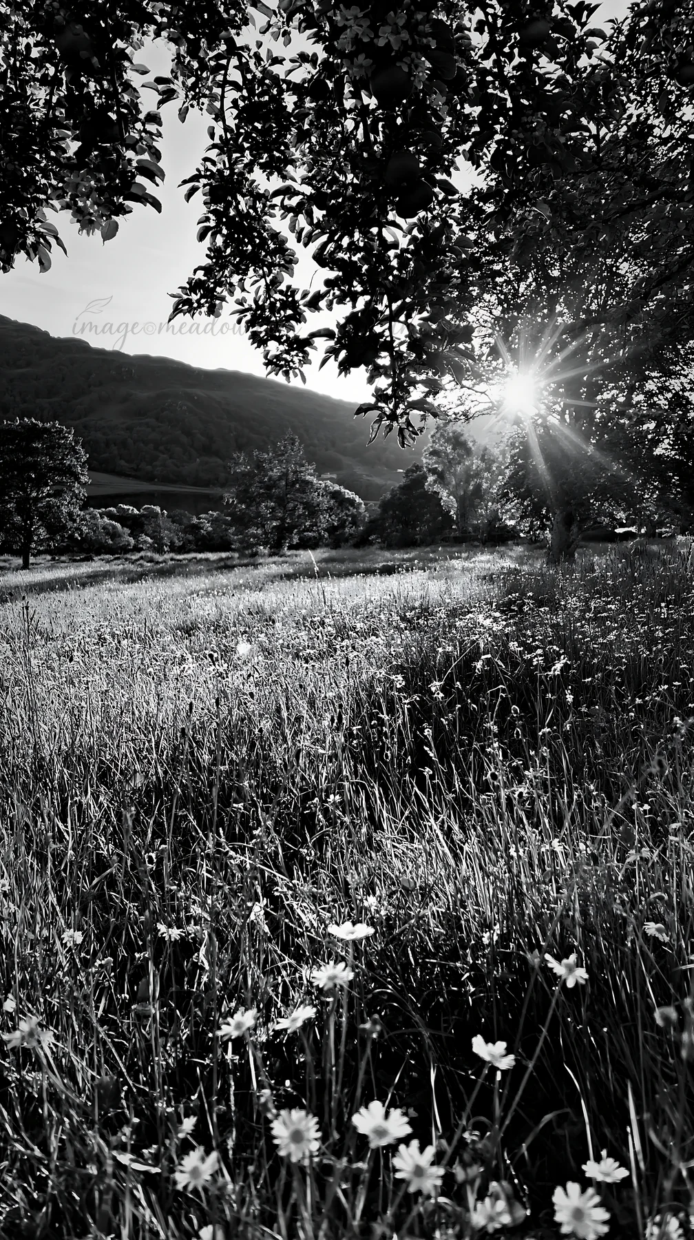 Bright sunlight shines through trees in a highland apple meadow. Grass and wildflowers grow in the field. The scene captures a serene day with a natural landsca