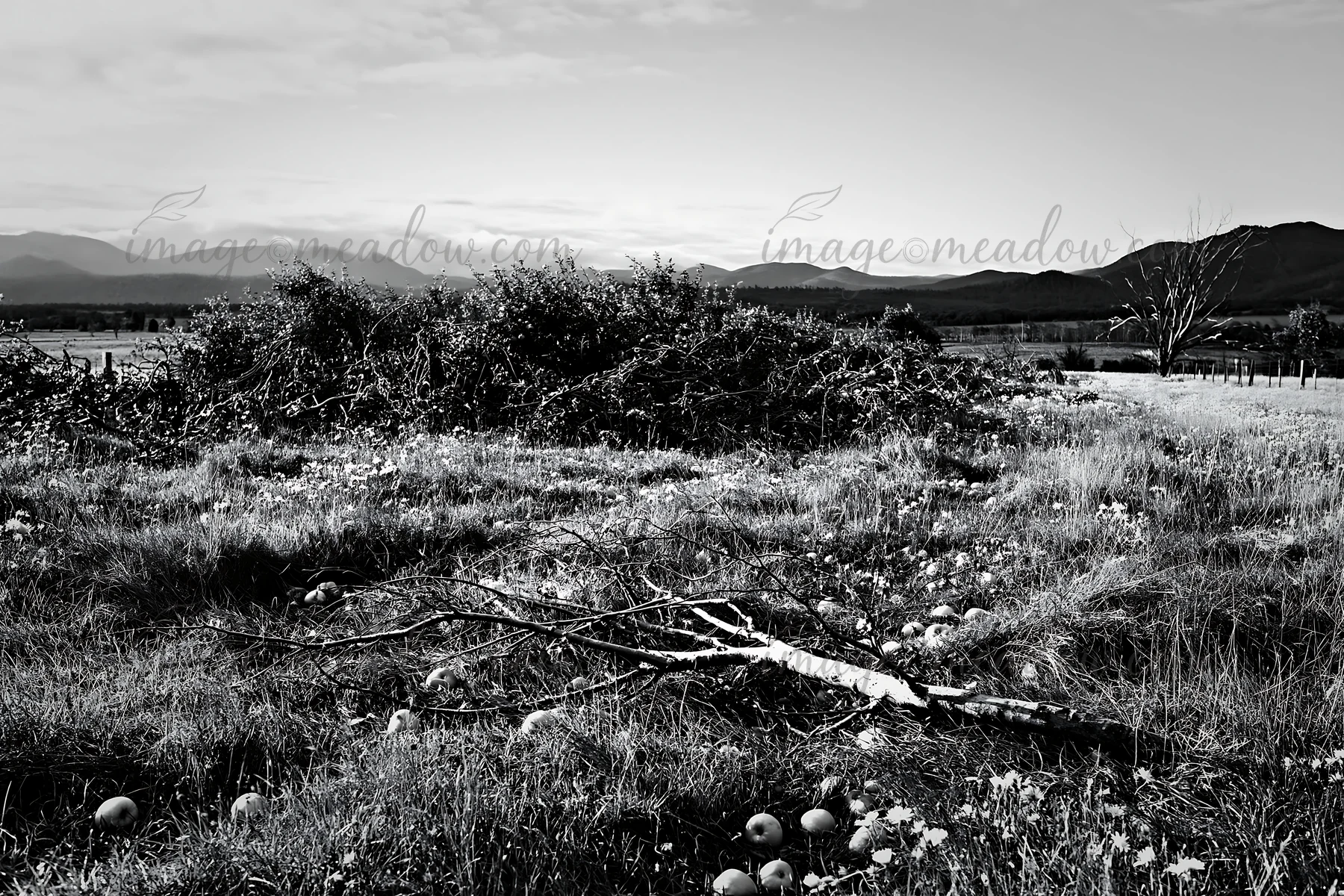 A highland apple meadow shows fallen branches and scattered apple remnants on the ground. The area features a hilly backdrop with sparse vegetation and distant