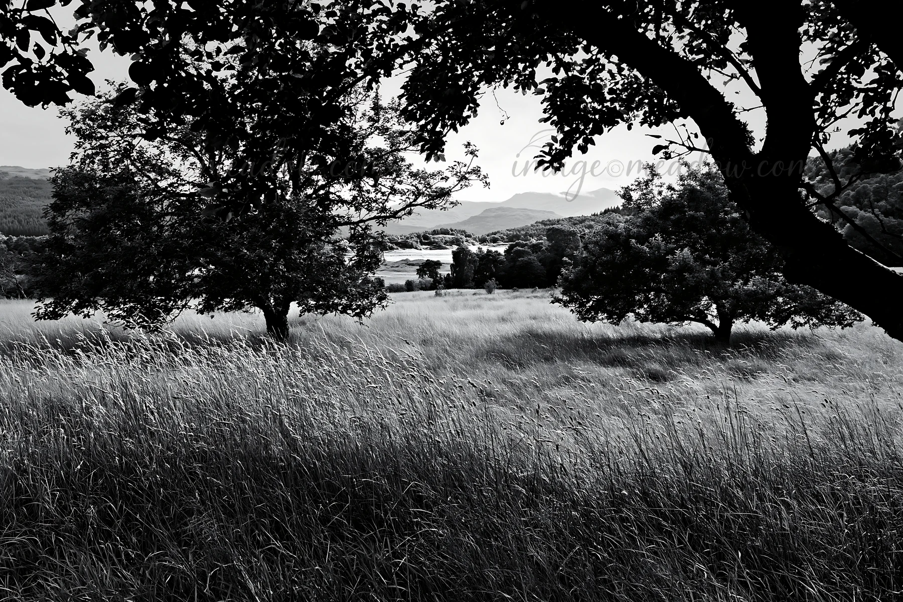 A black and white view of a highland apple meadow features trees and tall grass. The landscape includes distant mountains under a bright sky, creating a natural
