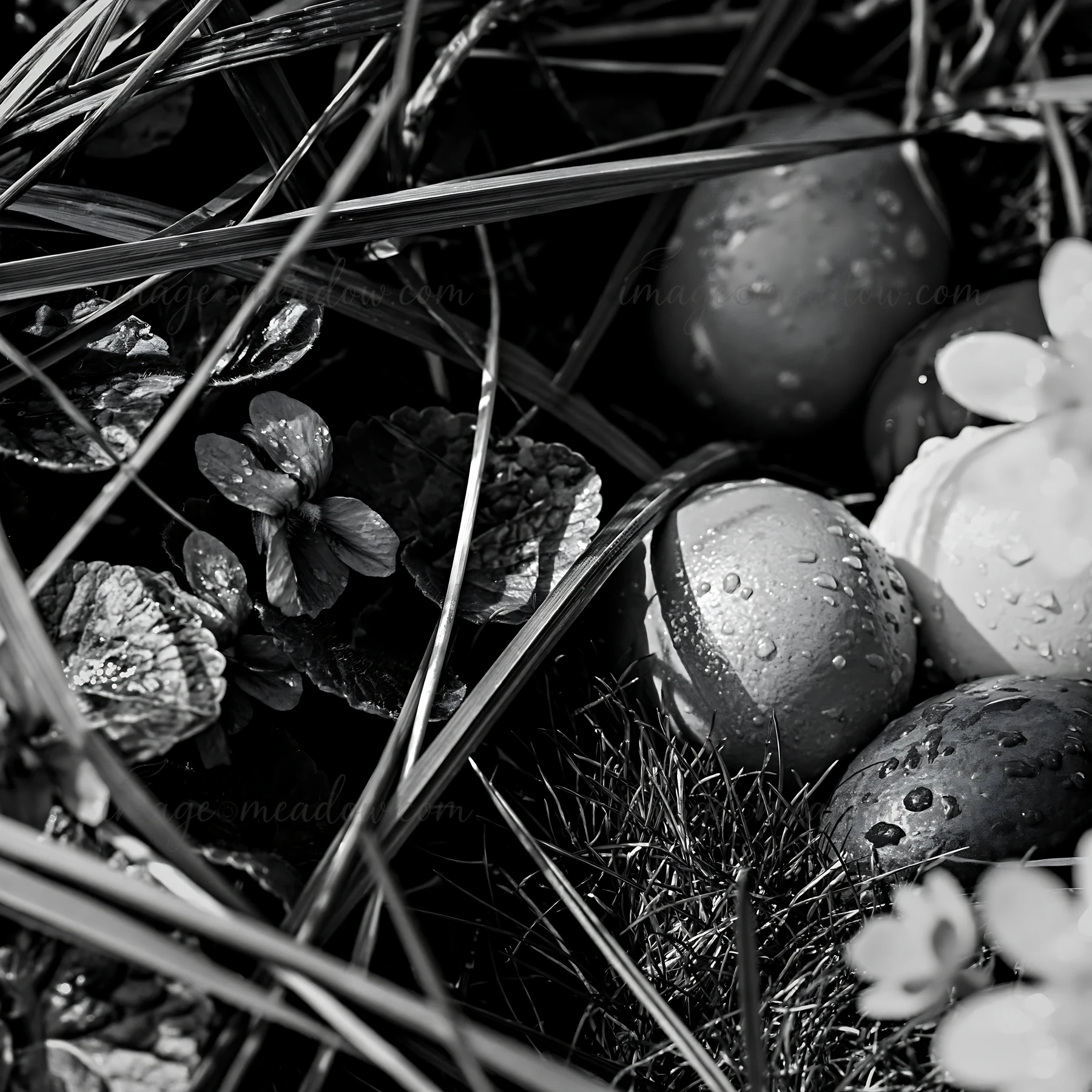 Eggs in various colors rest among green grass and leaves. Water droplets cover their surface, indicating recent rain. This scene captures a moment in a glen dur