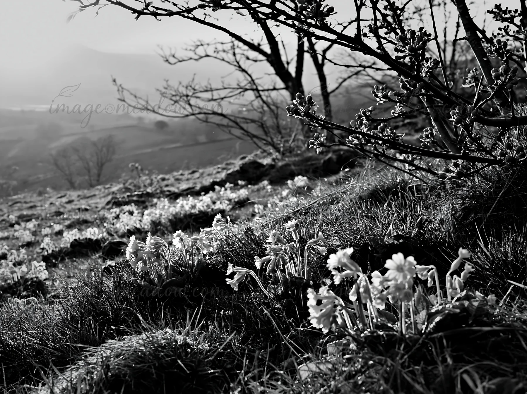 A hillside apple meadow features small flowers growing among grassy areas, with bare trees in the background. The scene is captured in black and white during da