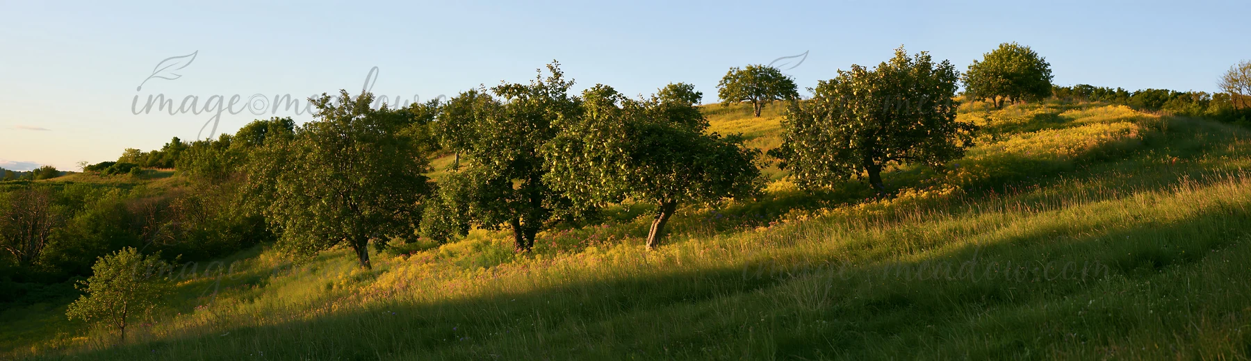 A hillside apple meadow features several apple trees arranged across the landscape. The bright sunlight highlights the greenery and the yellow grass, creating a