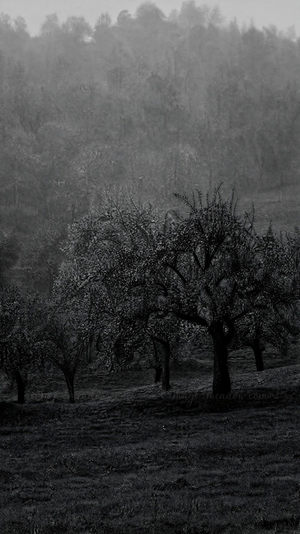 Apple trees grow on a hillside meadow with green grass. The scene has a misty atmosphere, showing a soft and muted landscape with some distant trees. Presented